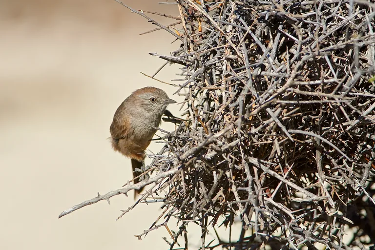 Patagonian Canastero in thorny vegetation
