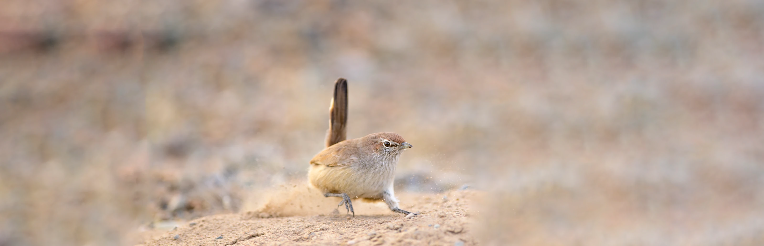 Sandy Gallito in Monte habitat