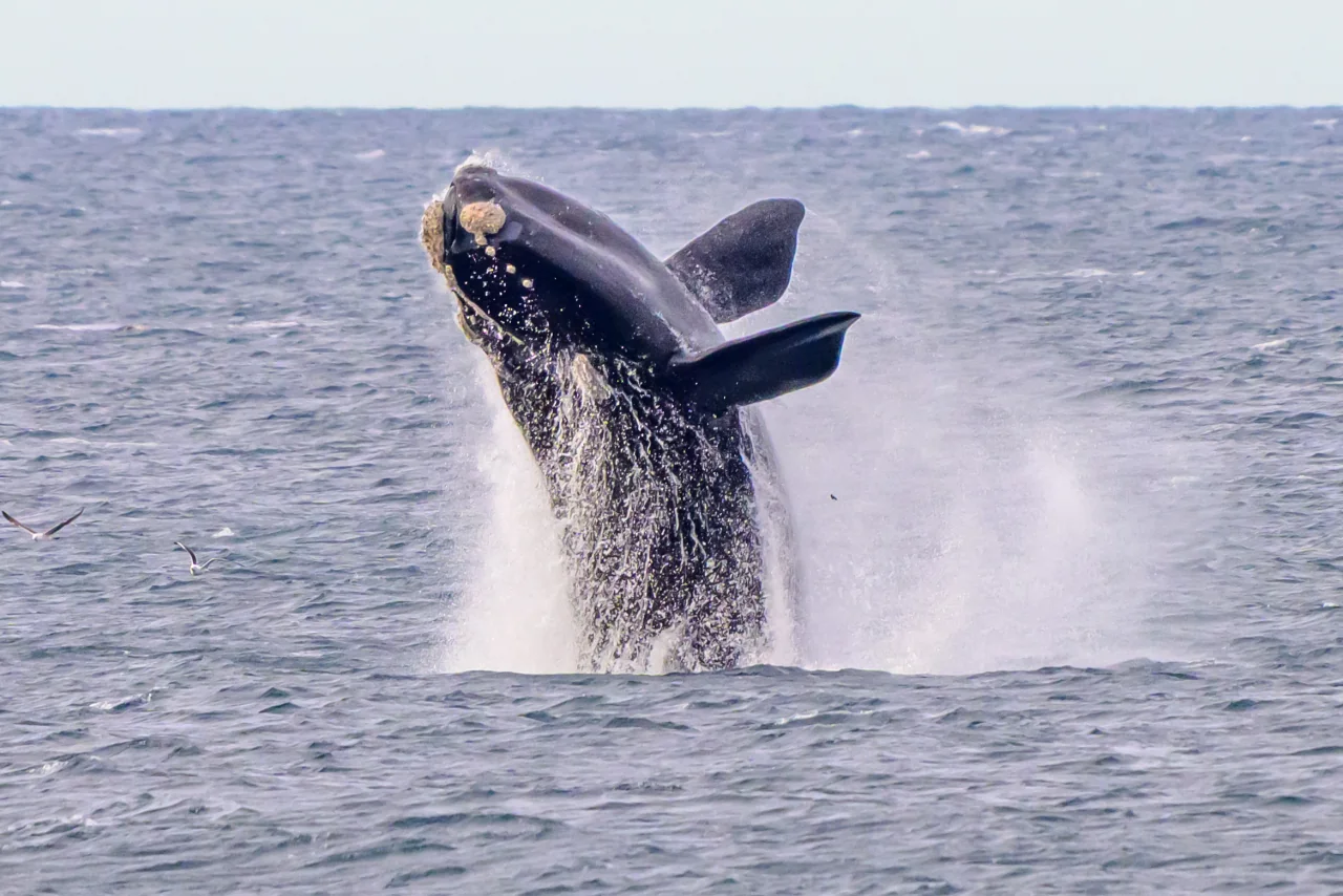 Southern Right Whale breaching, with its body and flippers above the water