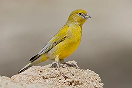 Patagonian Yellow-finch. Puerto Madryn, Chubut, Argentina