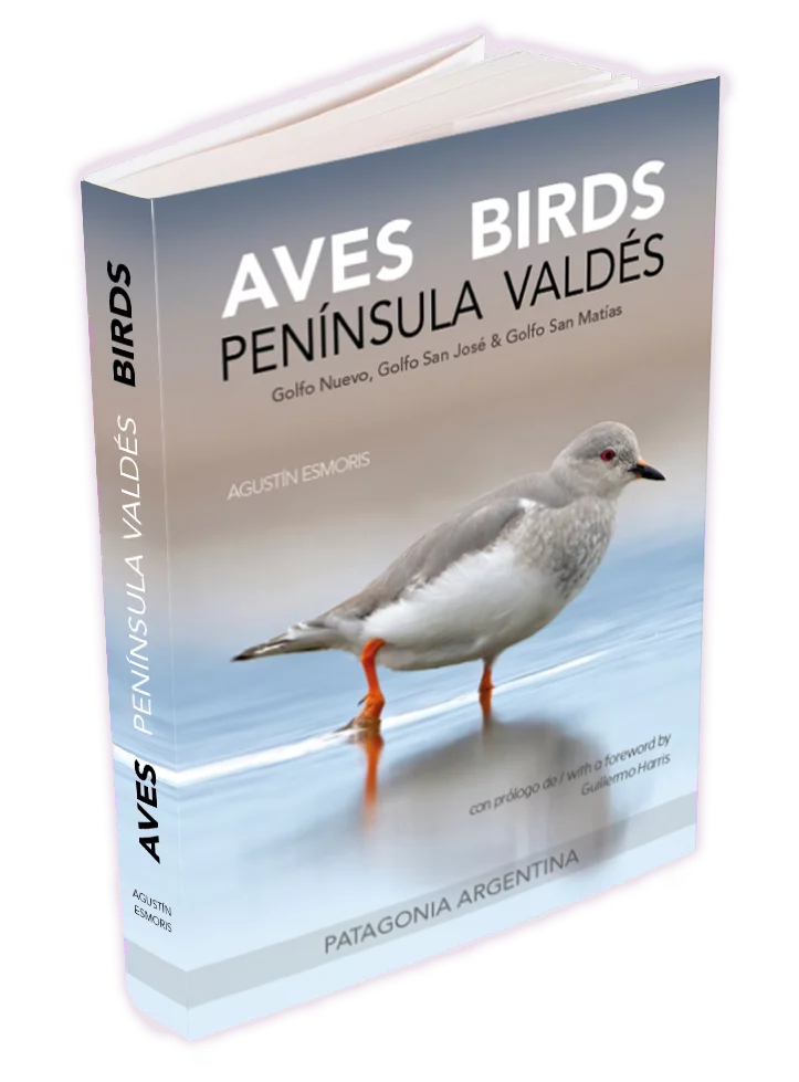 Birds of Península Valdés