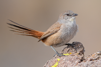 Steinbach's Canastero, endemic to Argentina. Puerto Madryn, Chubut, Argentina