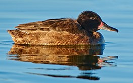 Black-headed Duck. Puerto Madryn, Chubut, Argentina