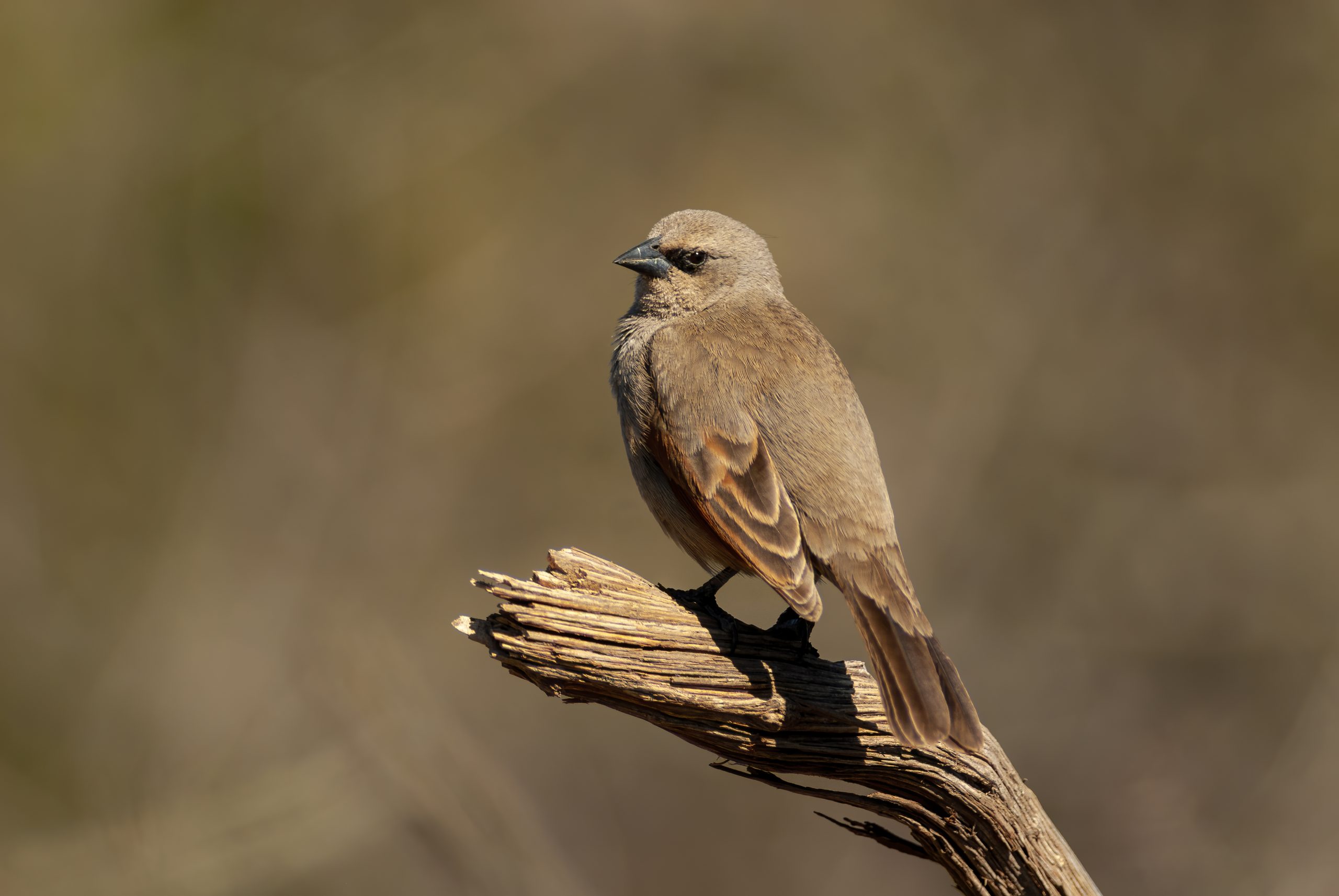 Grayish Baywing