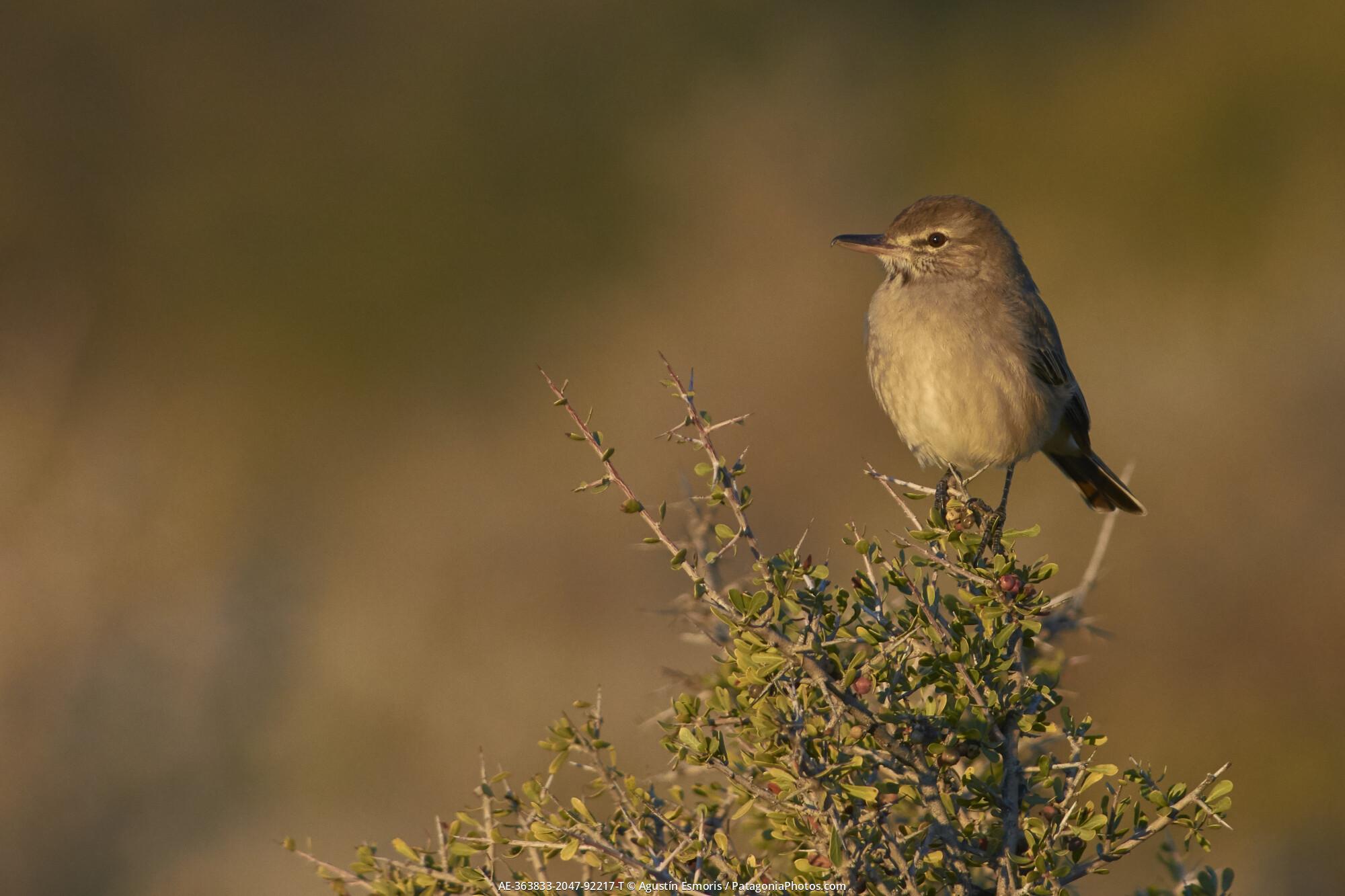 Gray-bellied Shrike-Tyrant