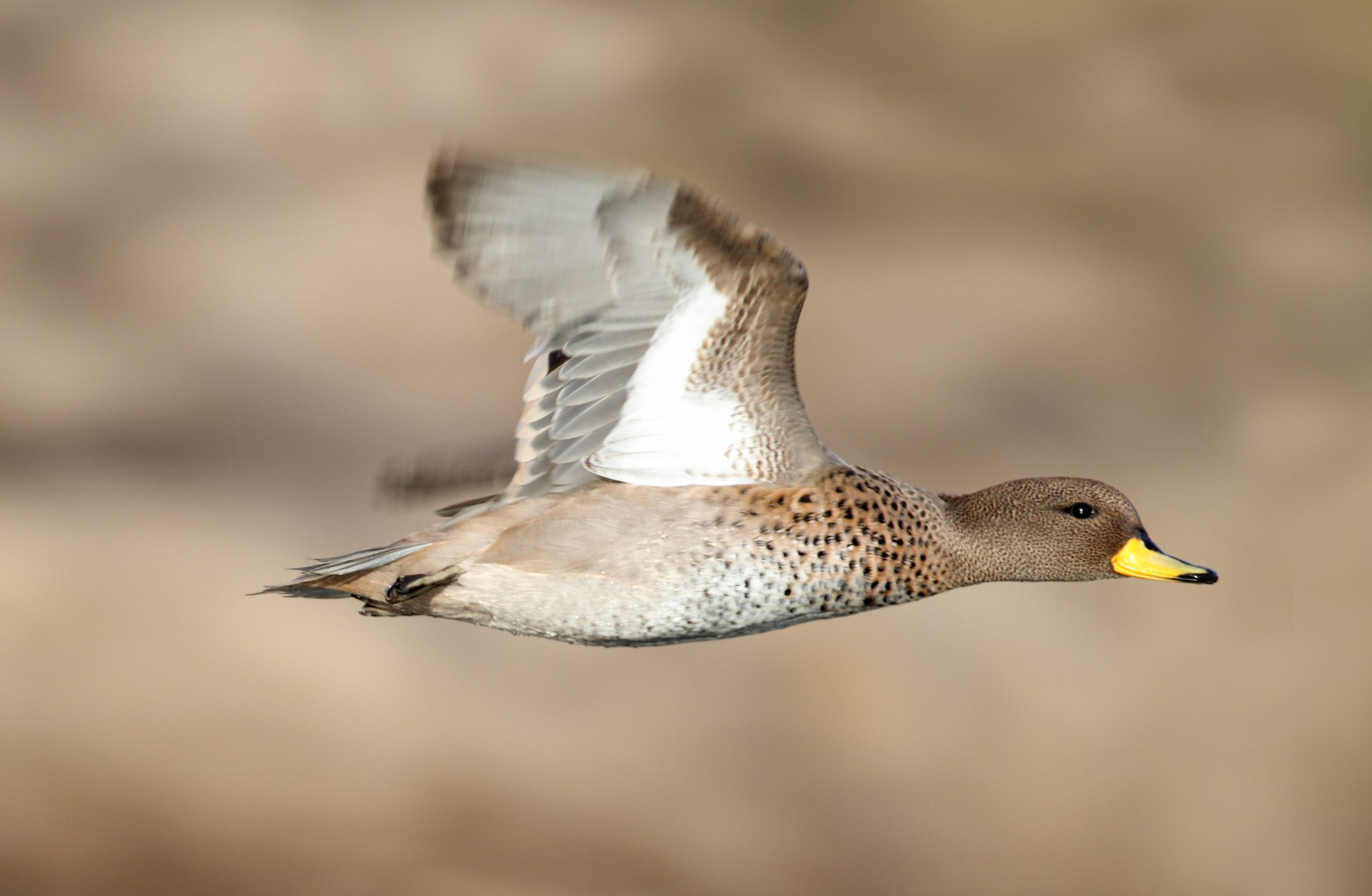 Speckled Teal