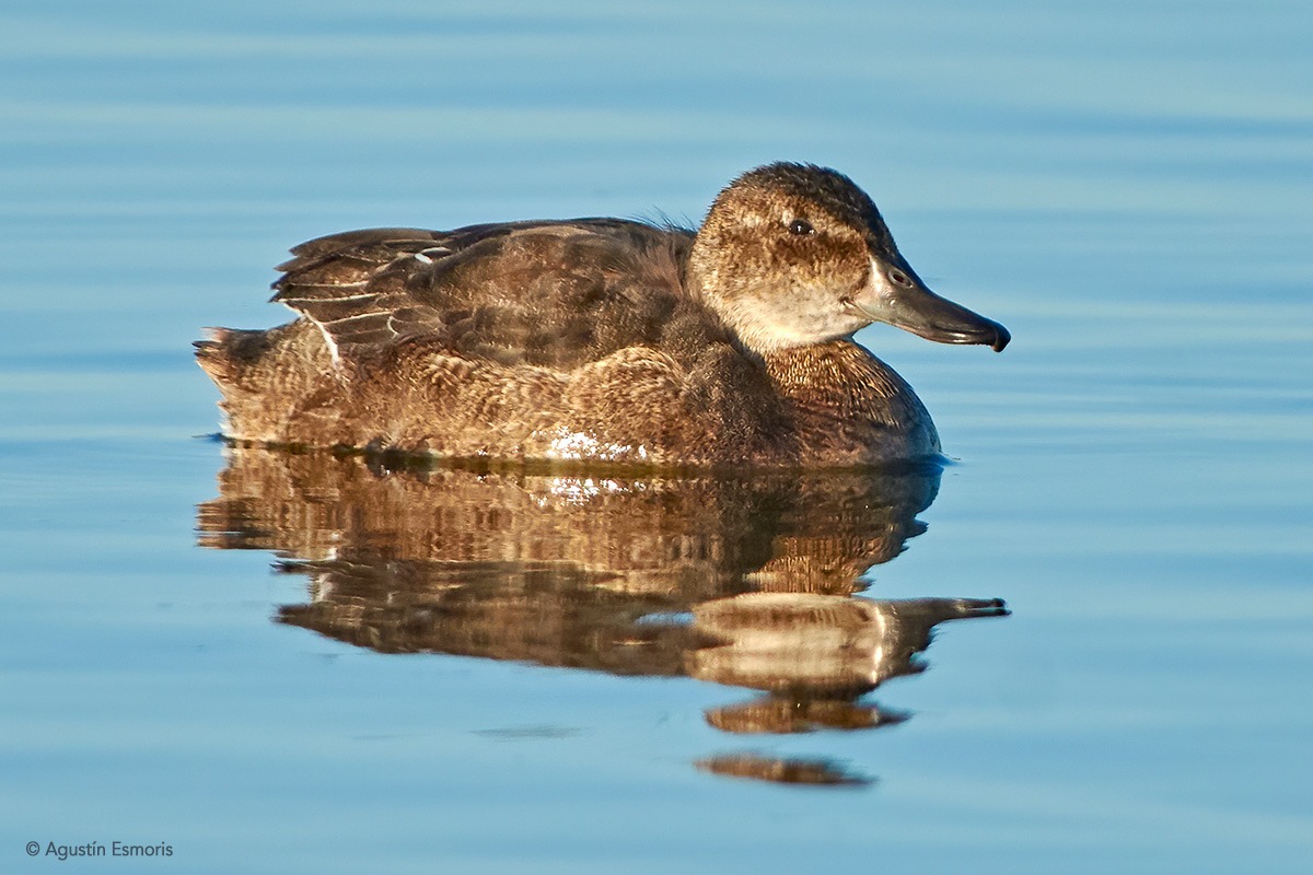 Black-headed Duck