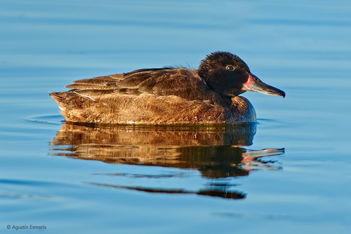 Black-headed Duck