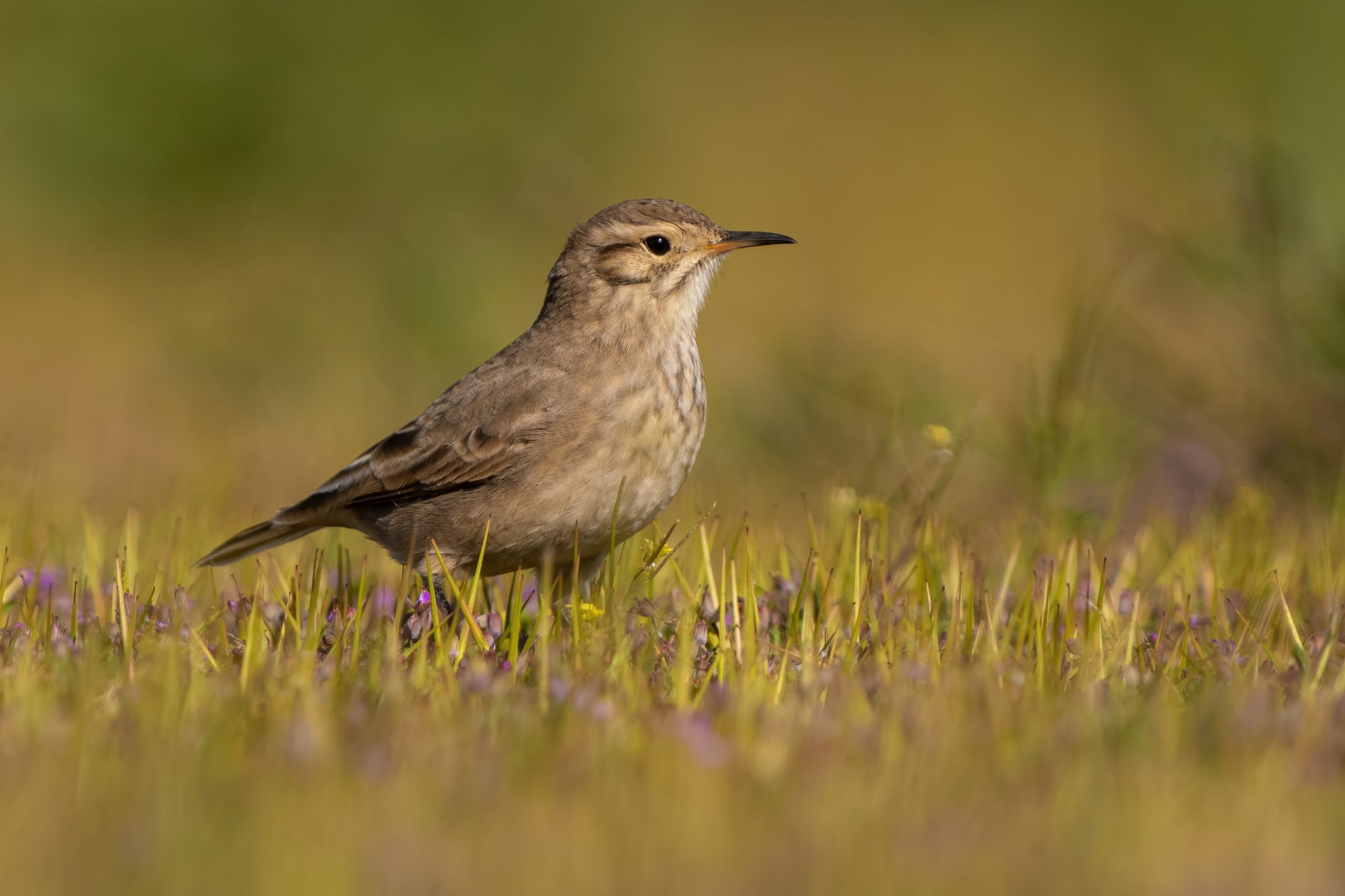 Common Miner