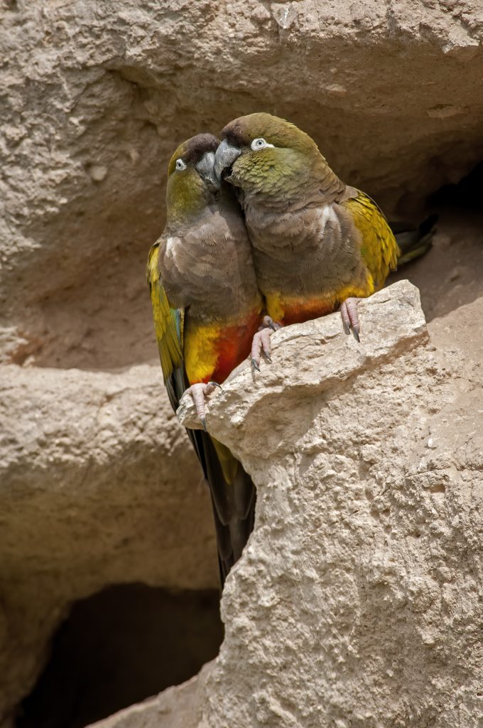 Two Burrowing Parrots beside their nest burrow in a Patagonian cliff