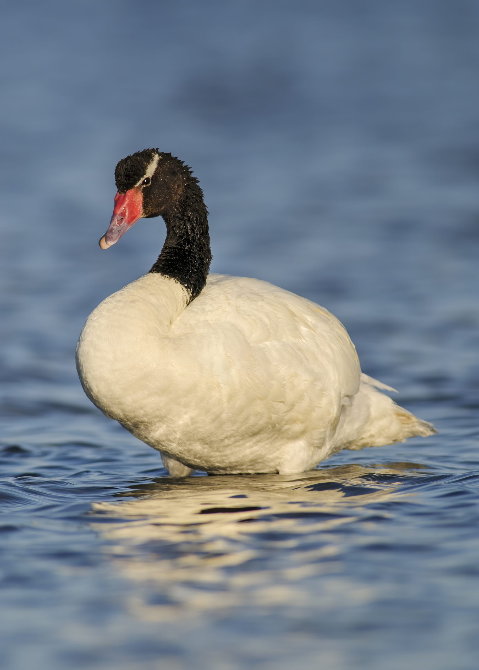 Black-necked Swan