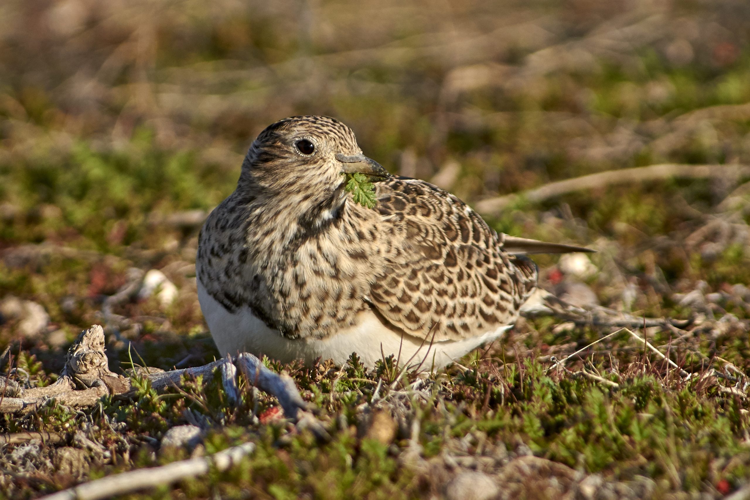 Least Seedsnipe
