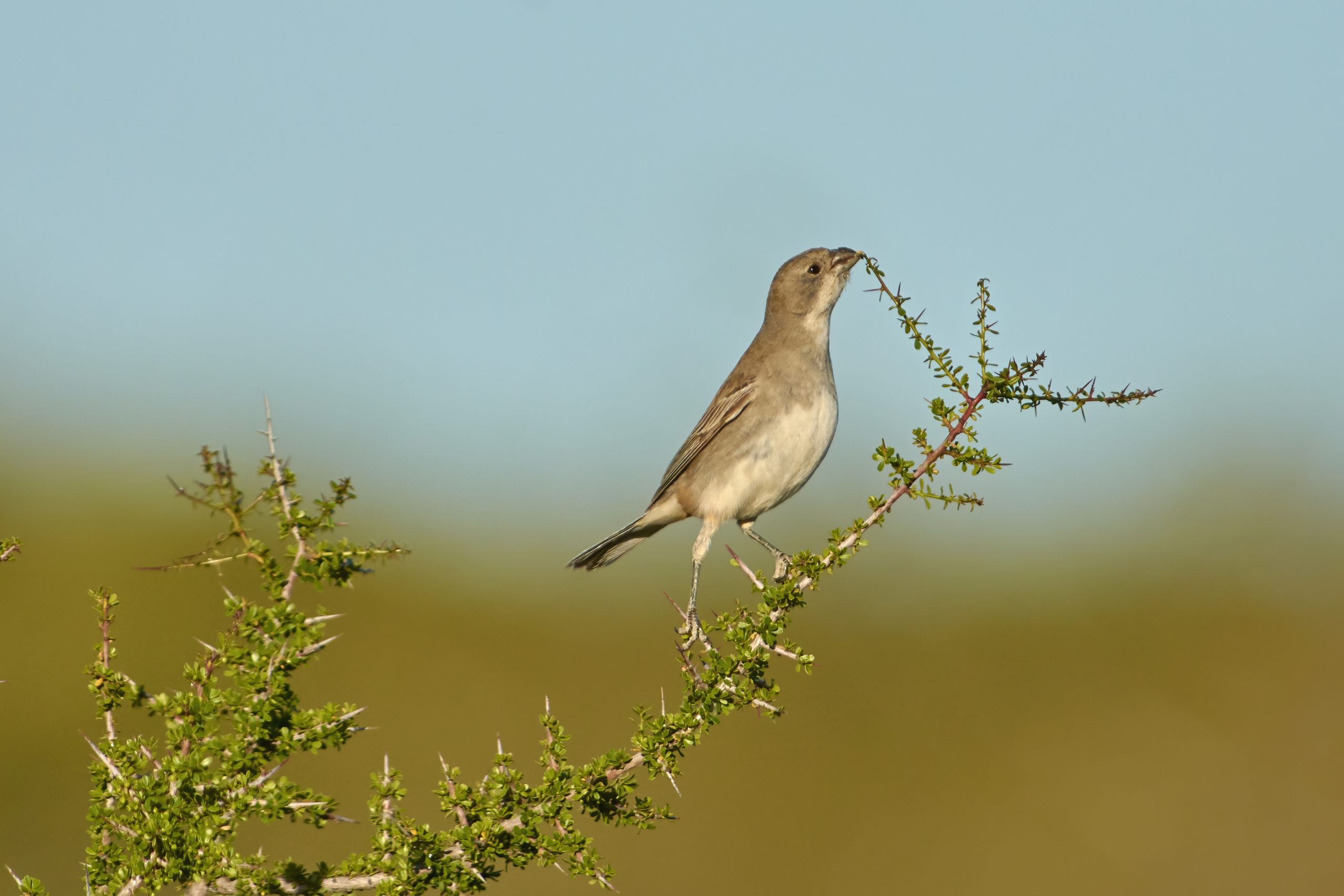Diuca-Finch