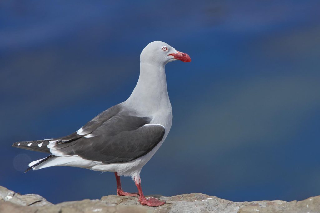 Dolphin Gull along the Patagonian coast
