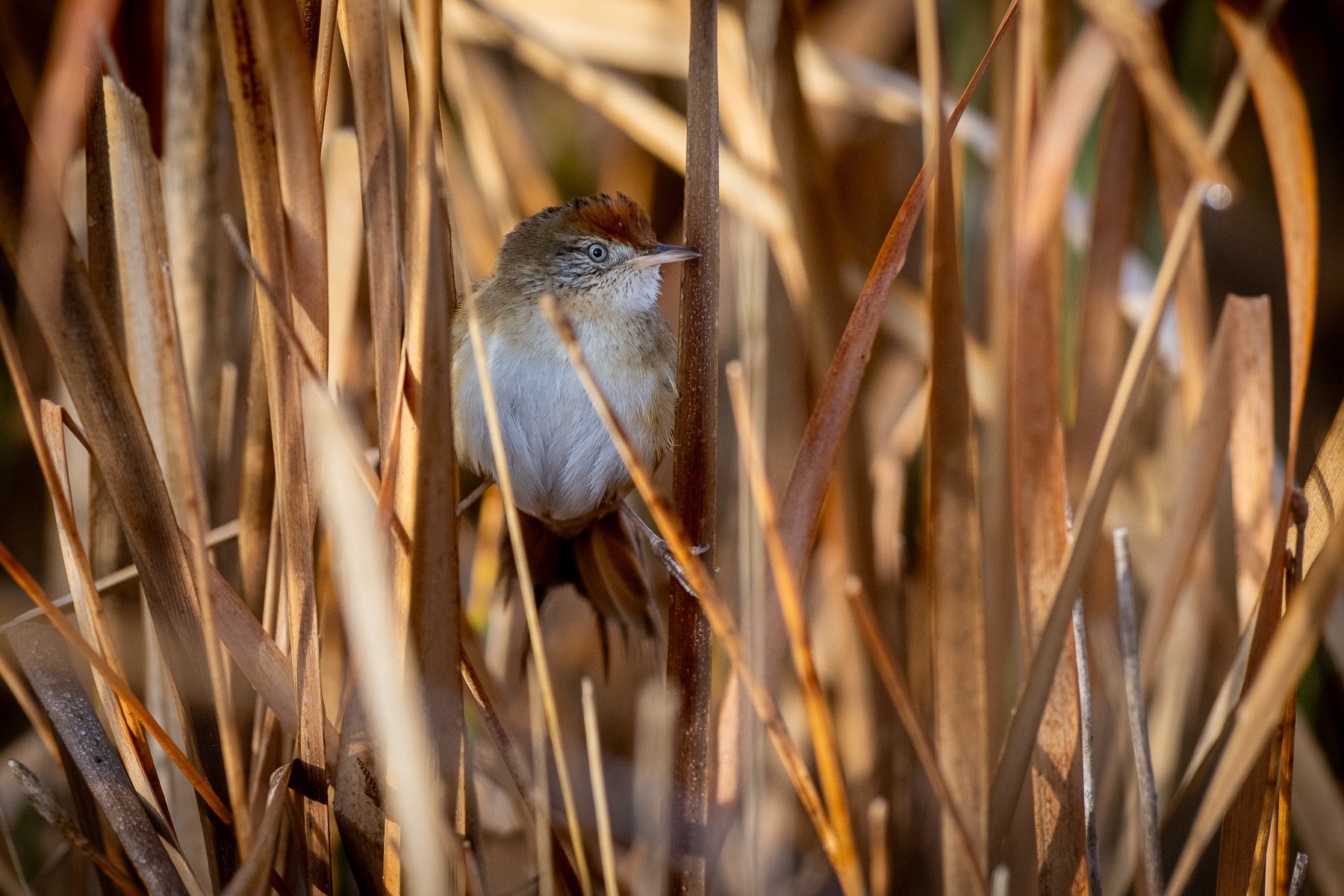 Bay-capped Wren-Spinetail