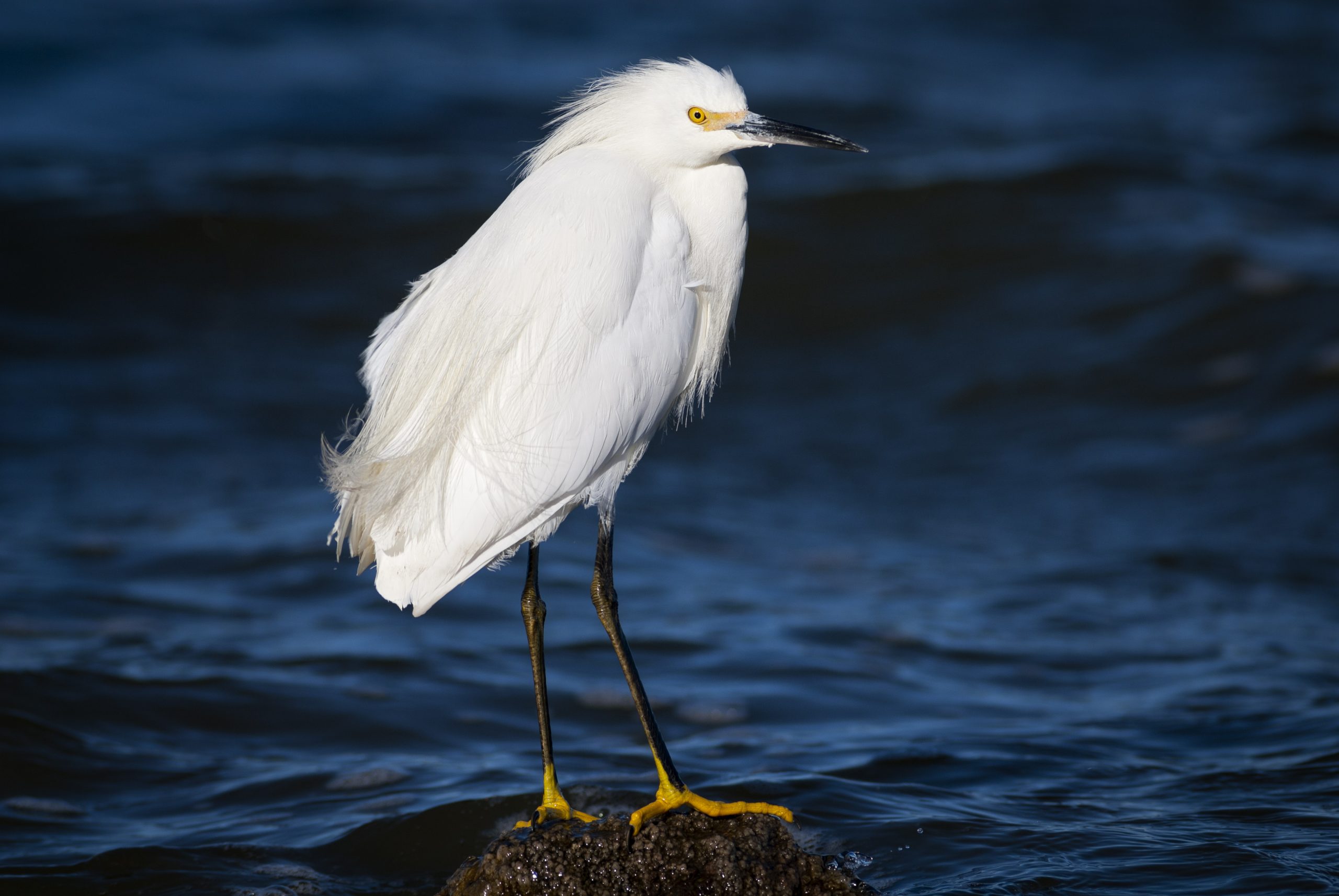 Snowy Egret