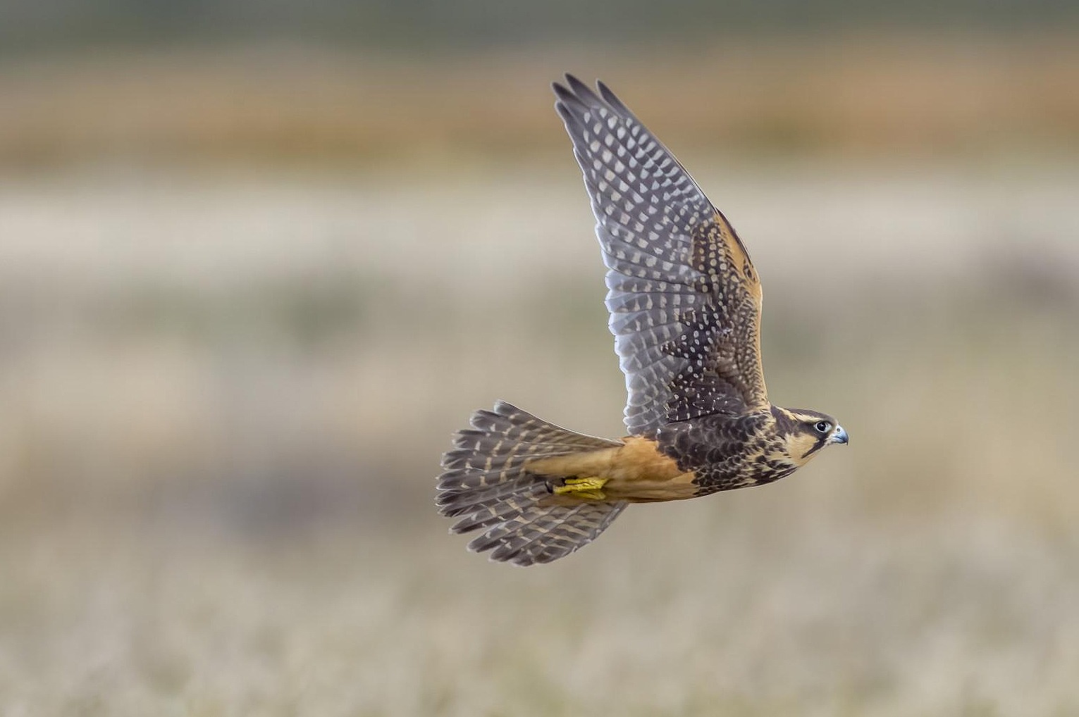 Aplomado Falcon