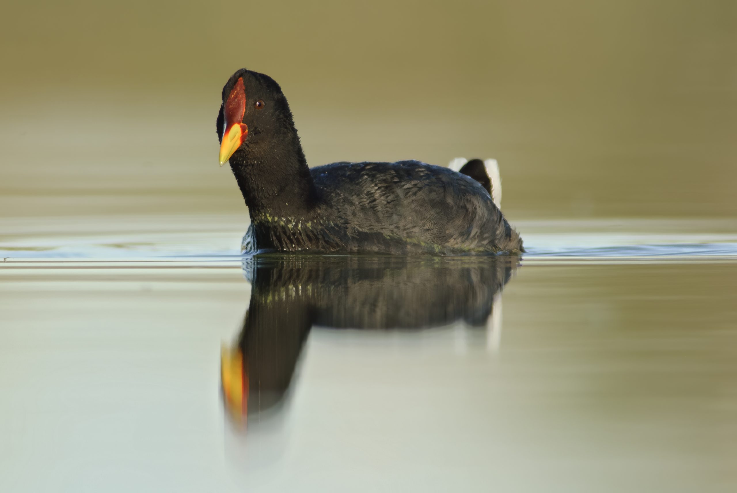 Red-fronted Coot