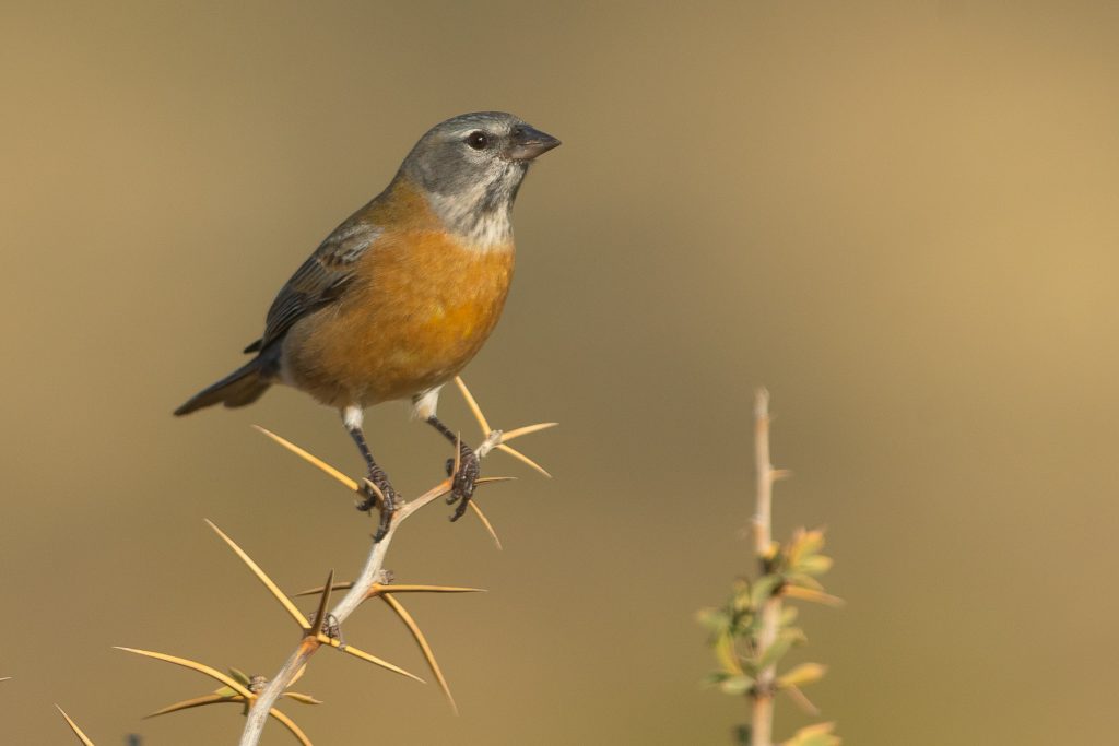 Gray-hooded Sierra Finch in Patagonian steppe habitat