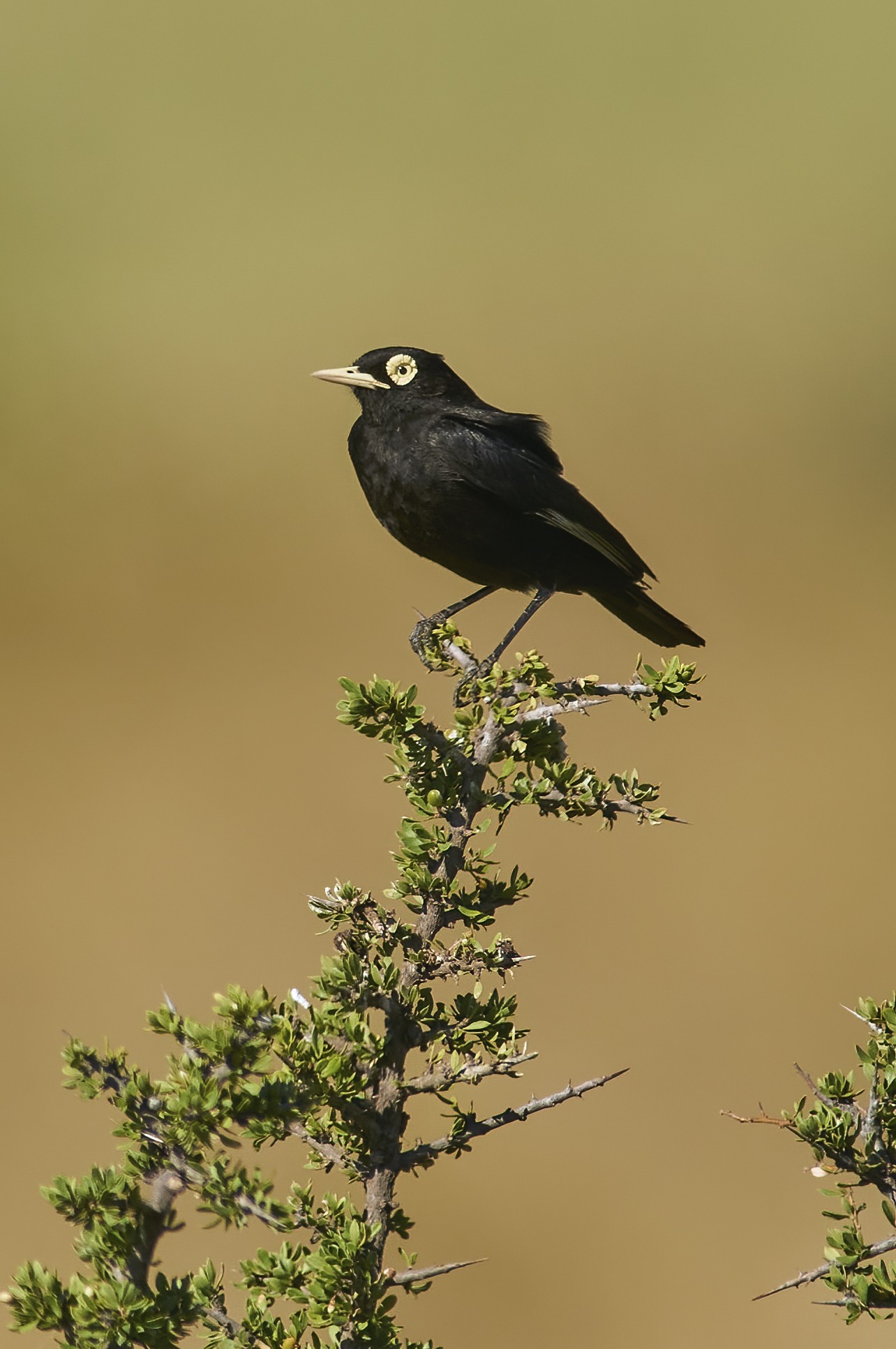 Spectacled Tyrant
