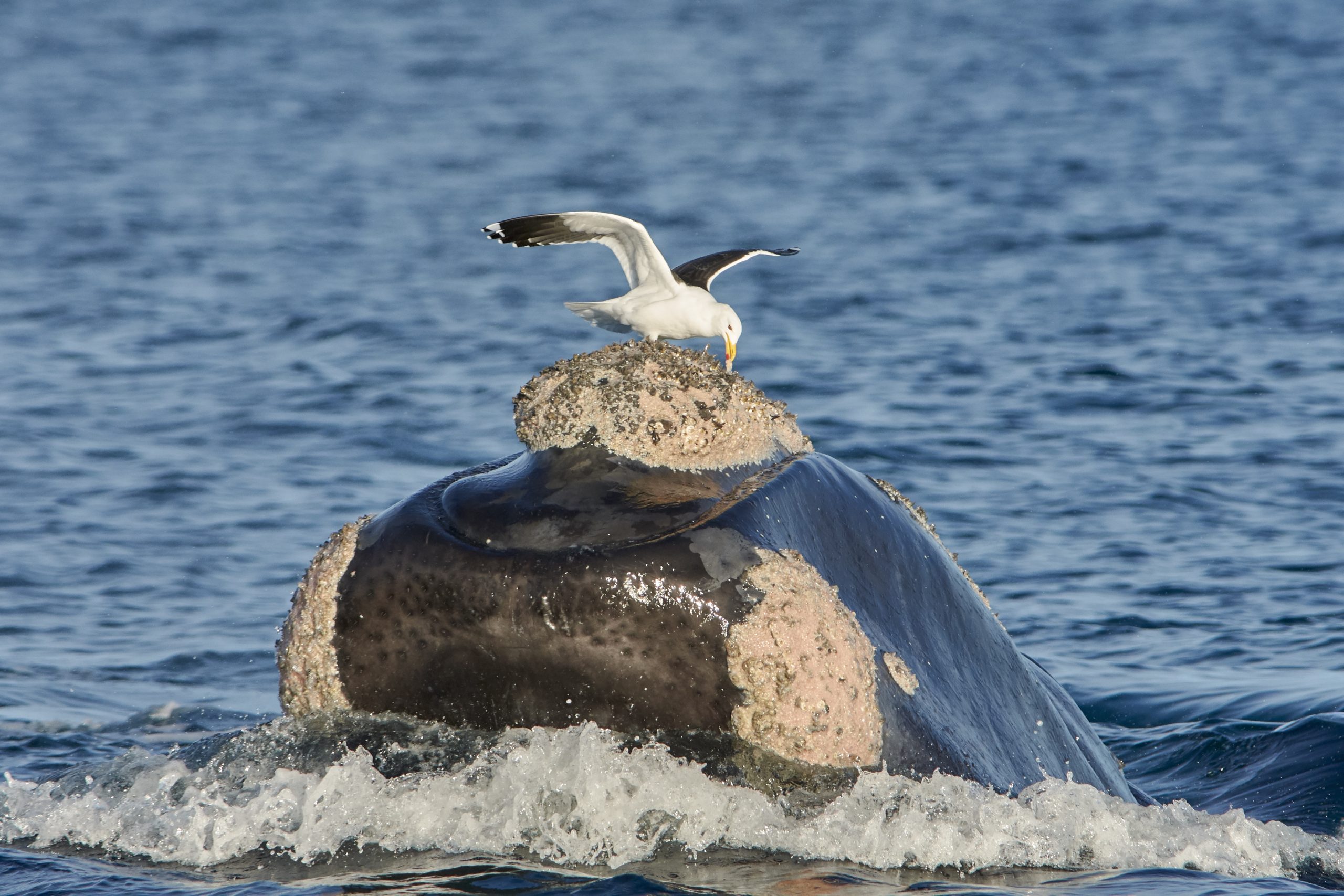 Kelp Gull