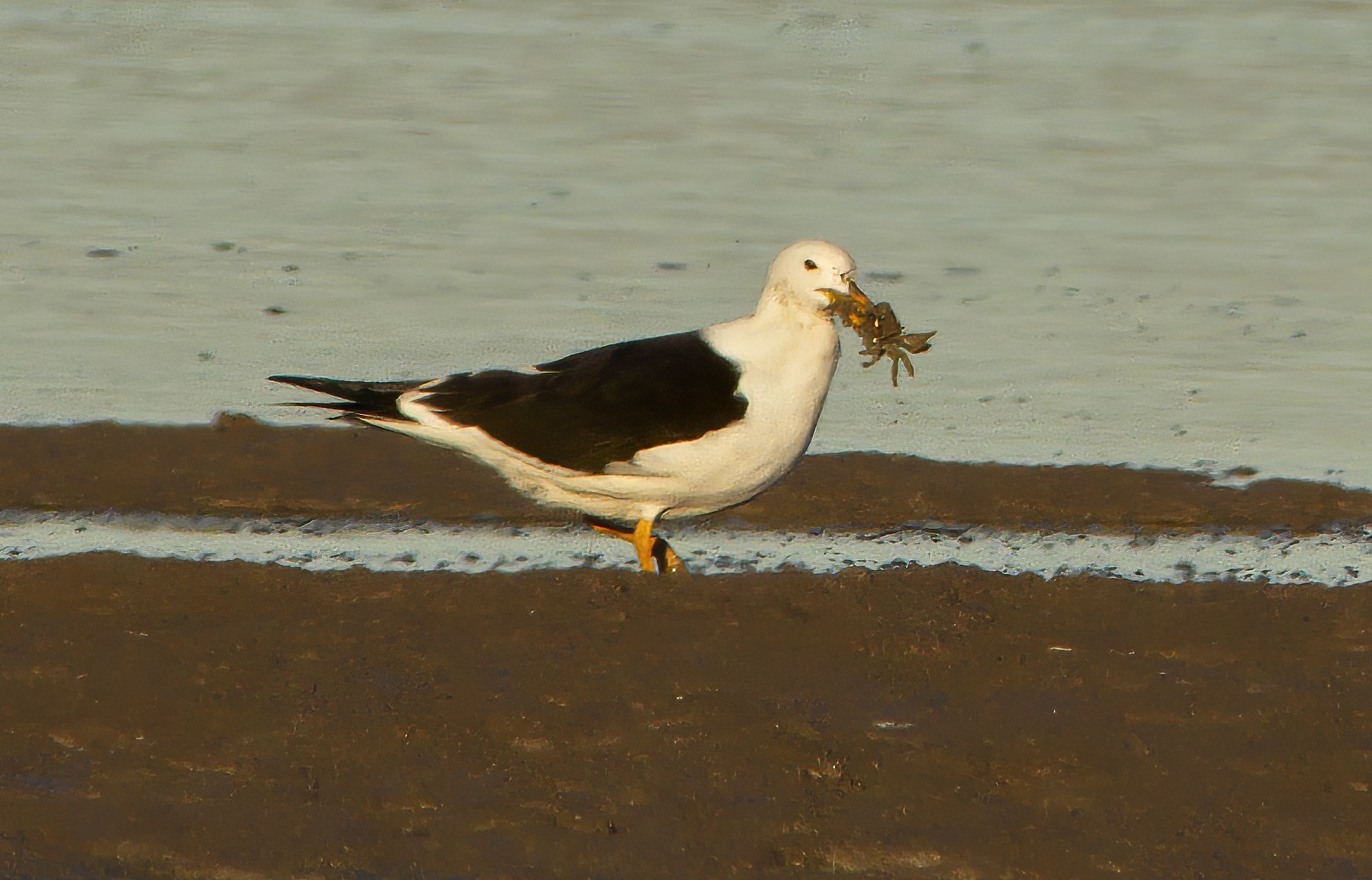 Olrog's Gull