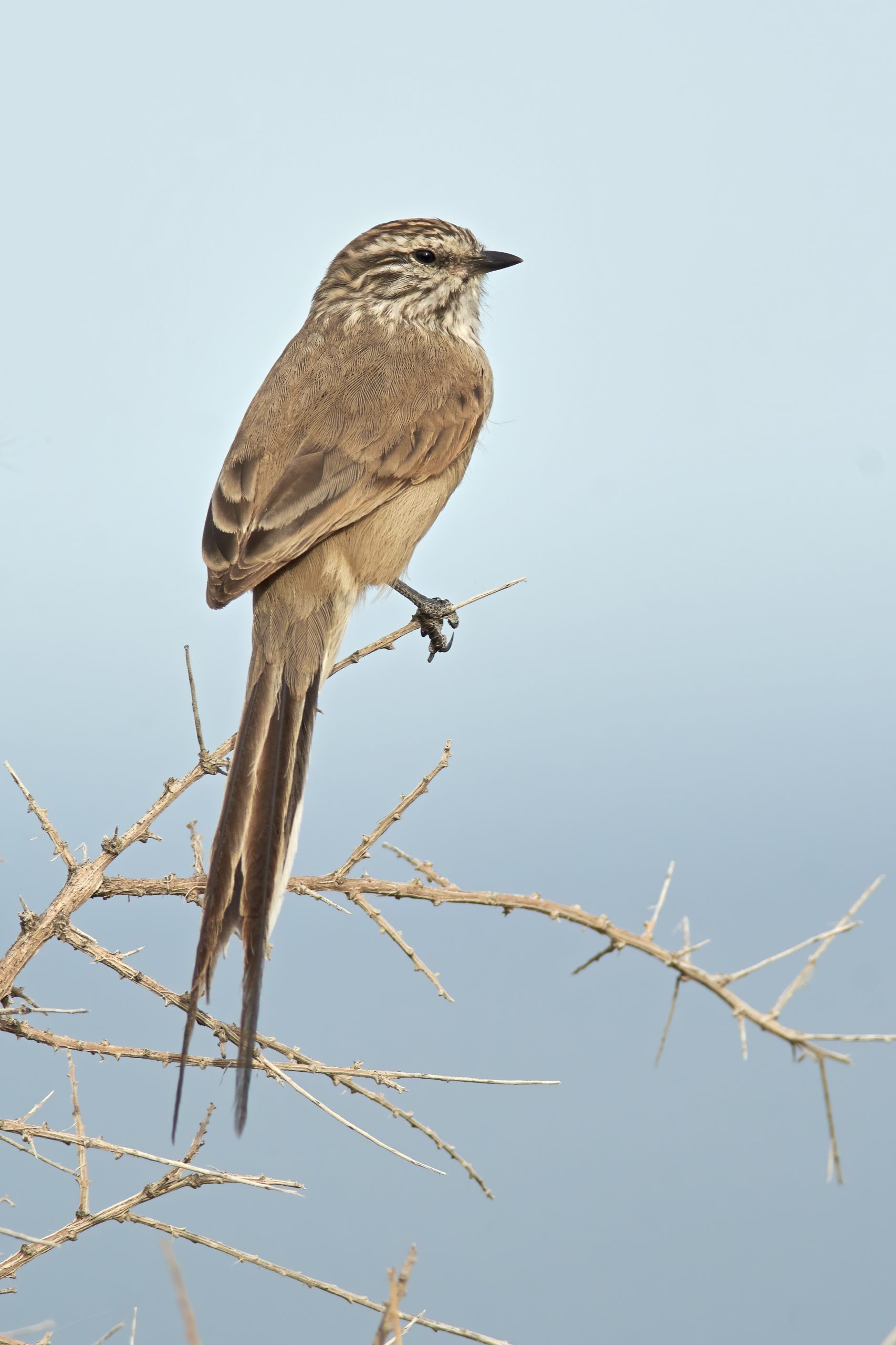 Plain-mantled Tit-spinetail