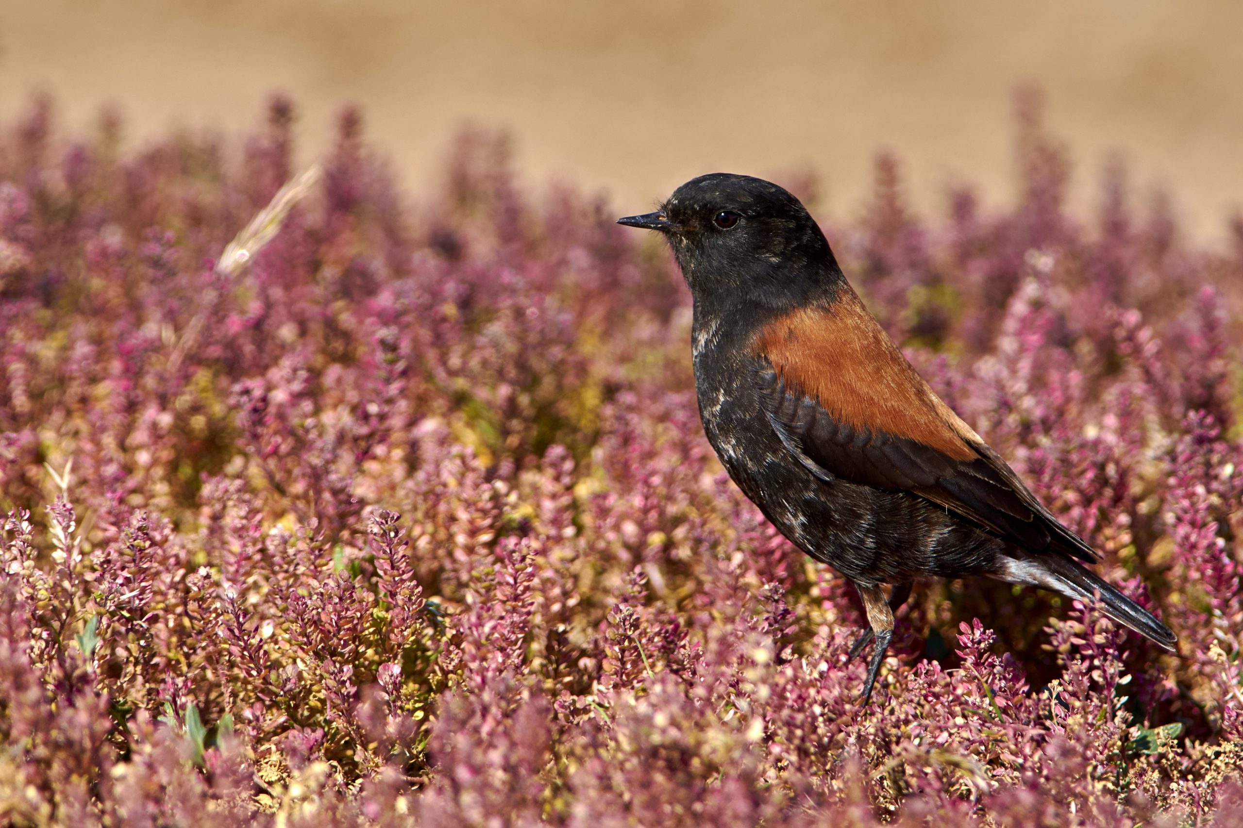Patagonian Negrito