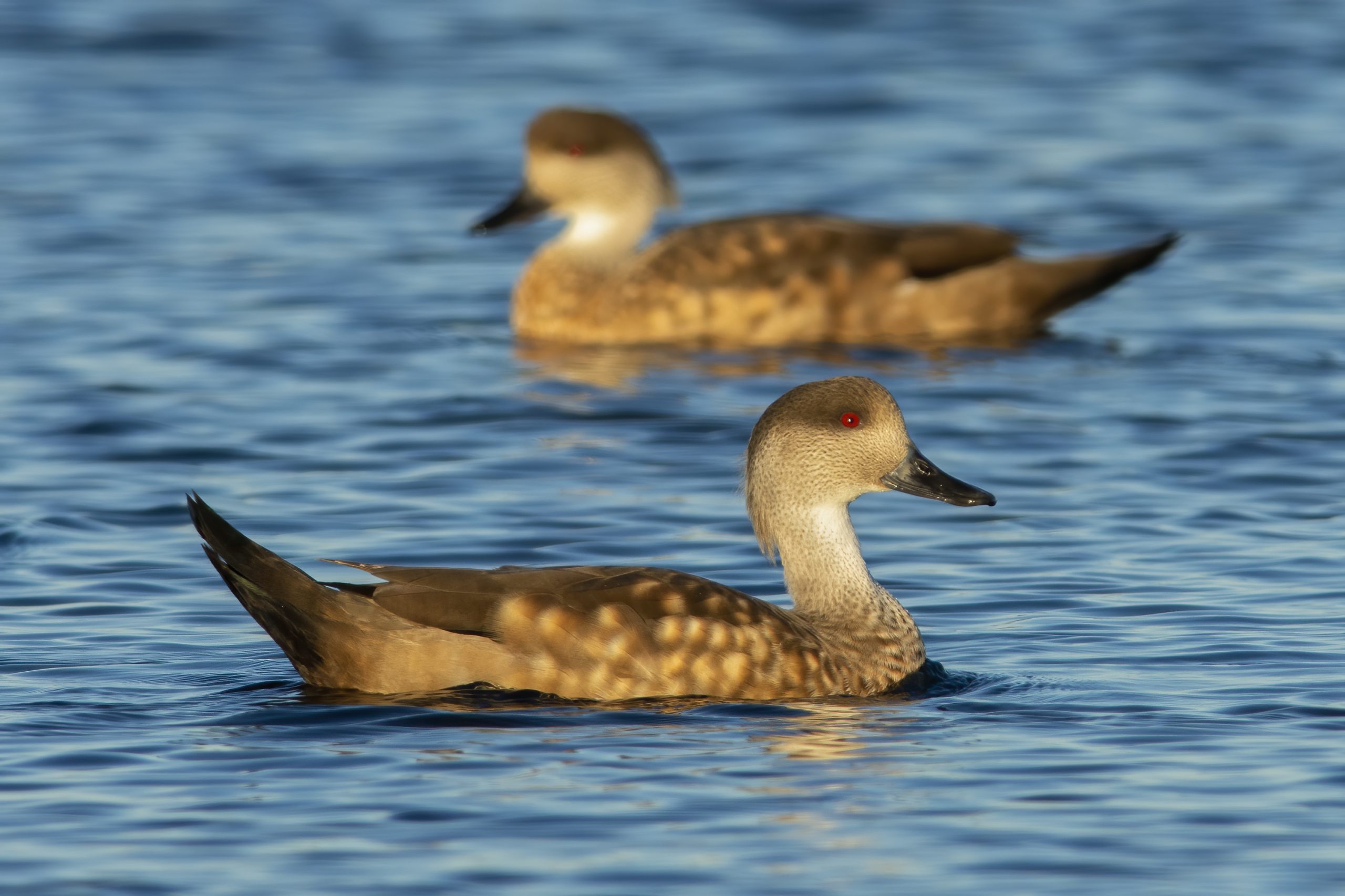 Crested Duck