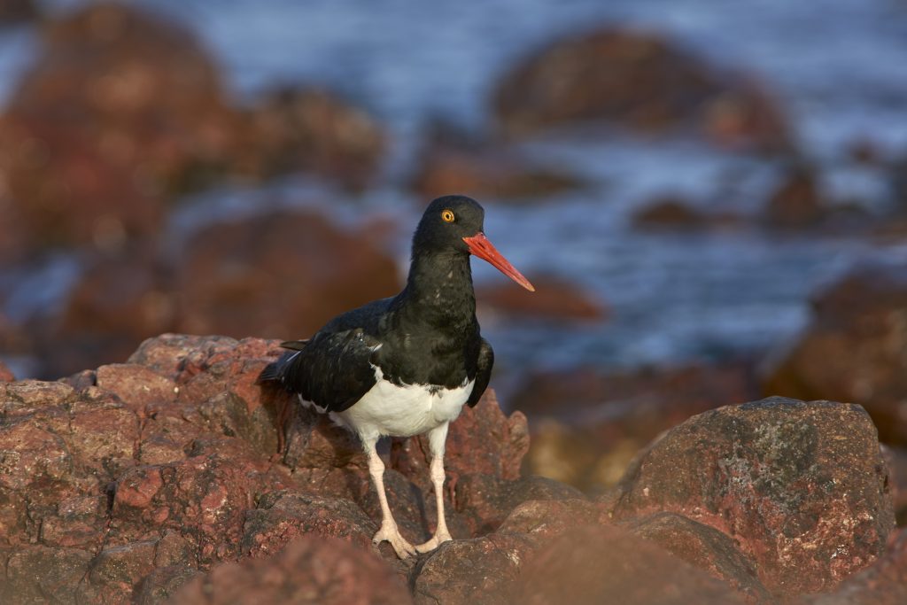 Magellanic Oystercatcher on a Patagonian shoreline