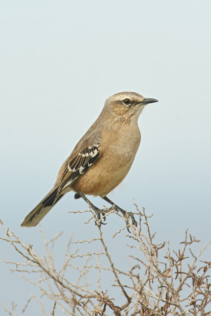 Patagonian Mockingbird in dry scrub habitat