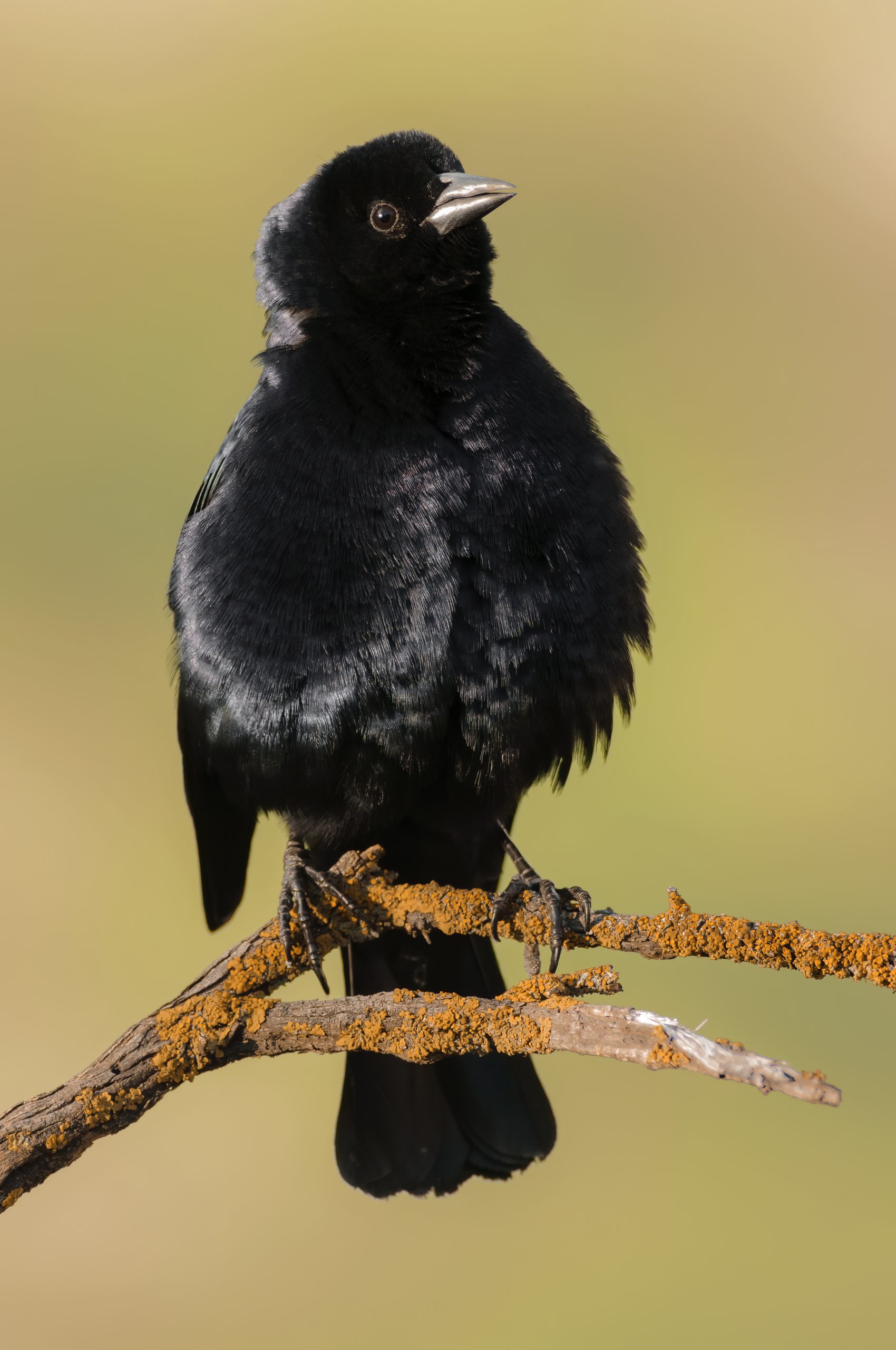 Screaming Cowbird
