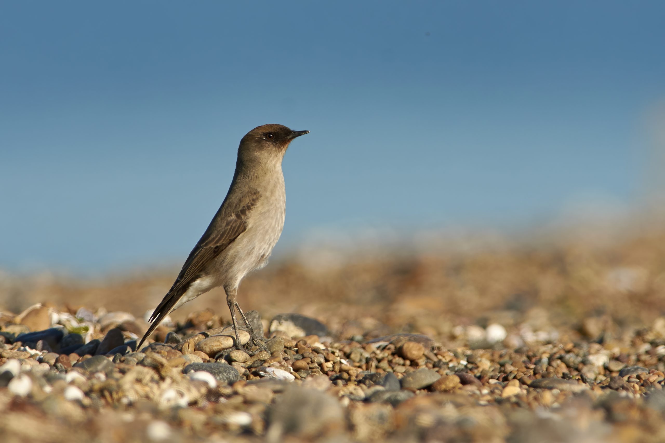 Dark-faced Ground-Tyrant