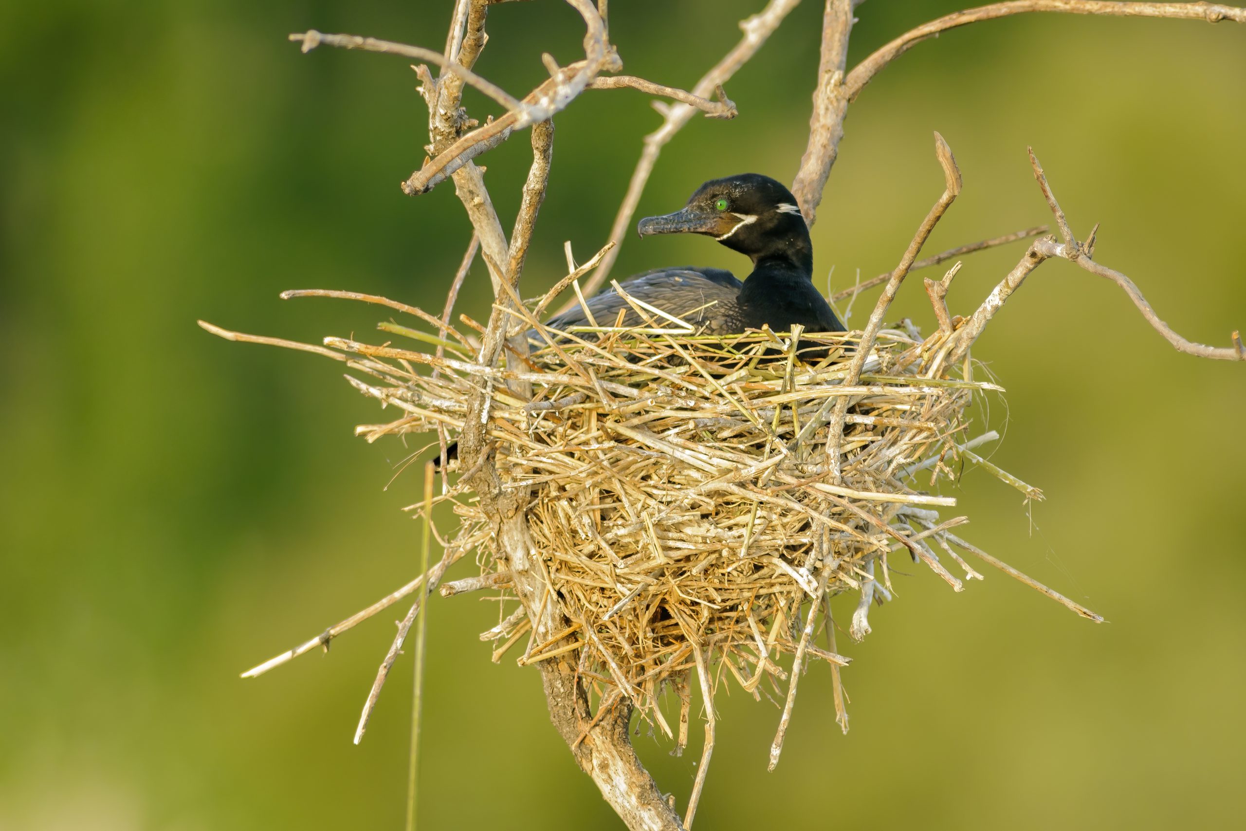 Neotropic Cormorant