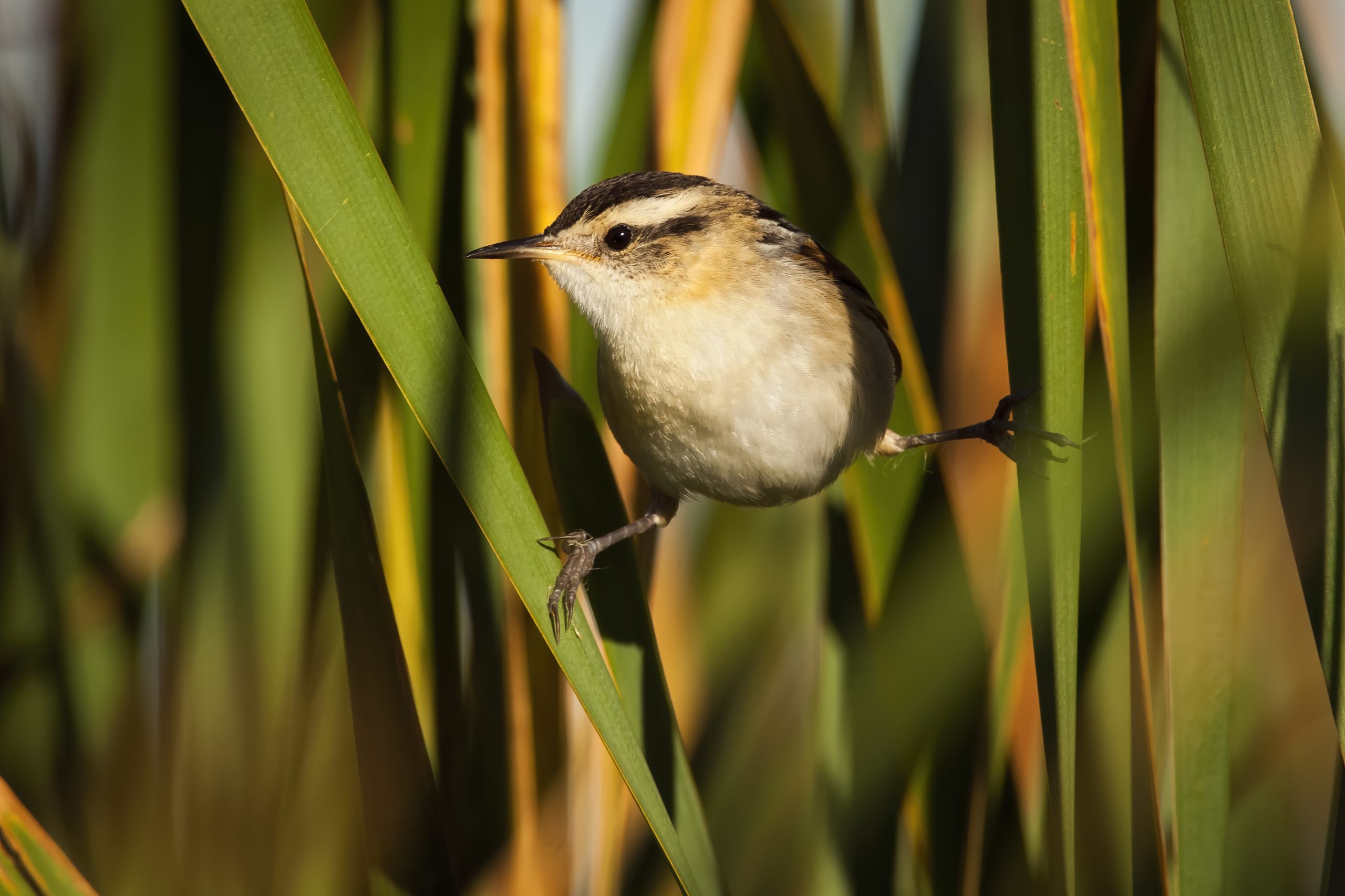 Wren-like Rushbird