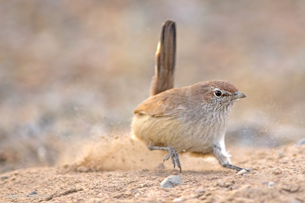 Sandy Gallito in sandy Monte habitat near Puerto Madryn