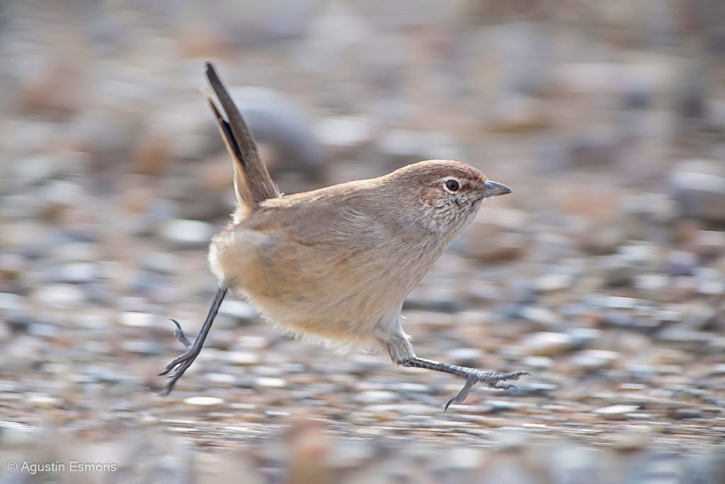 Sandy Gallito running through sandy Monte habitat