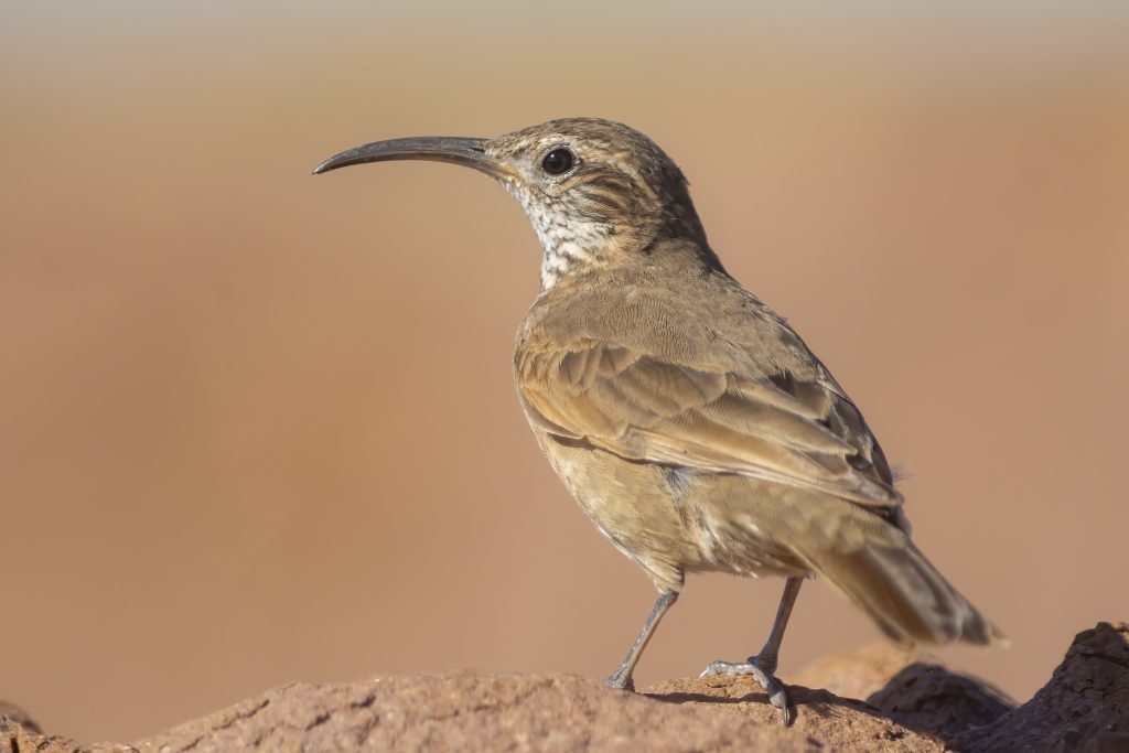 Scale-throated Earthcreeper in rocky Patagonian habitat
