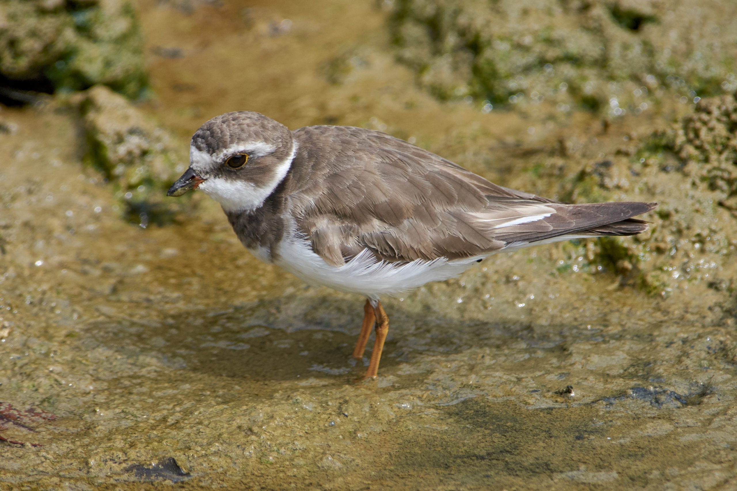 Semipalmated Plover