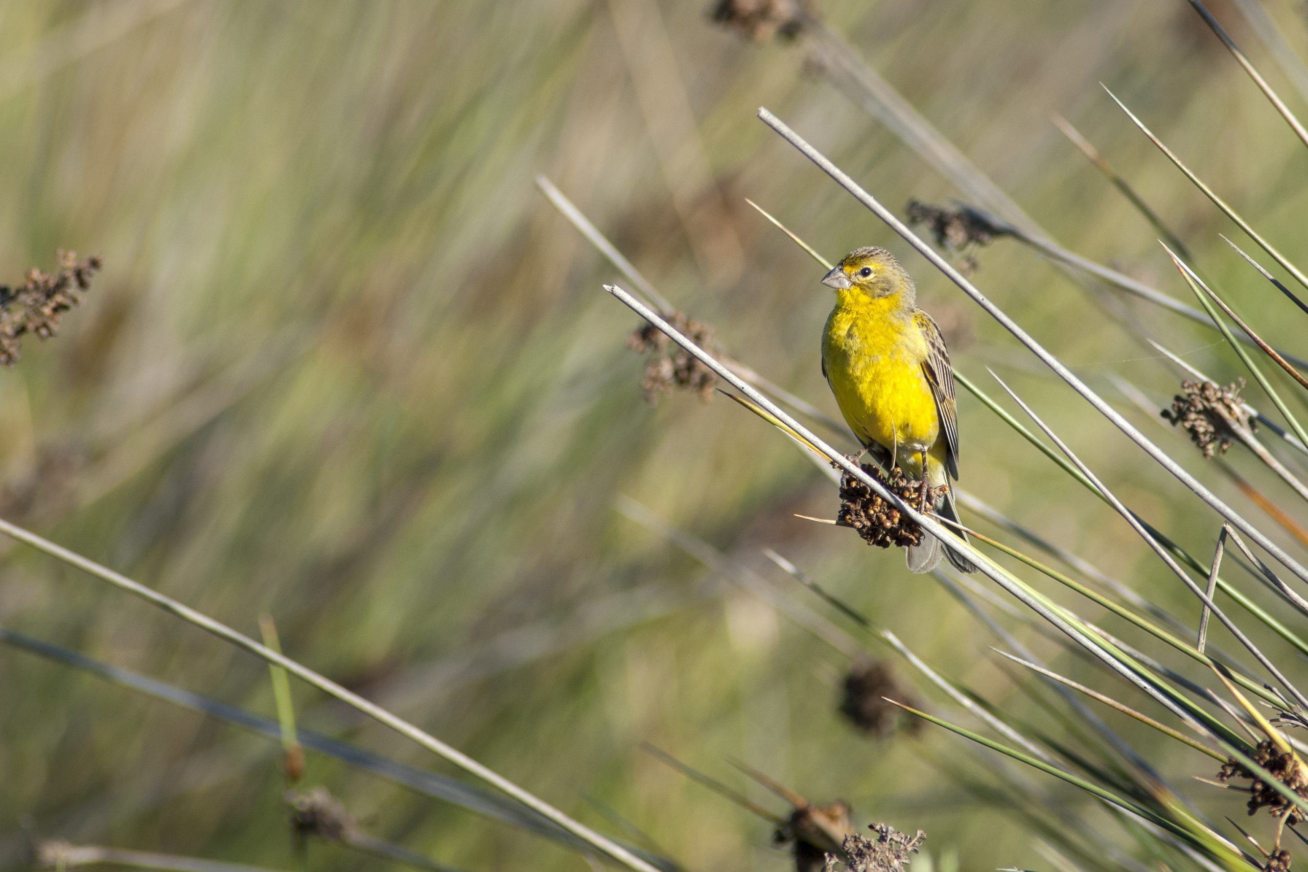 Grassland Yellow-Finch