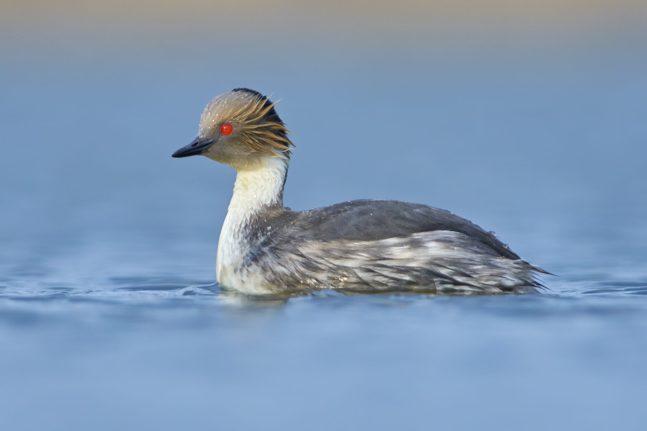 Silvery Grebe