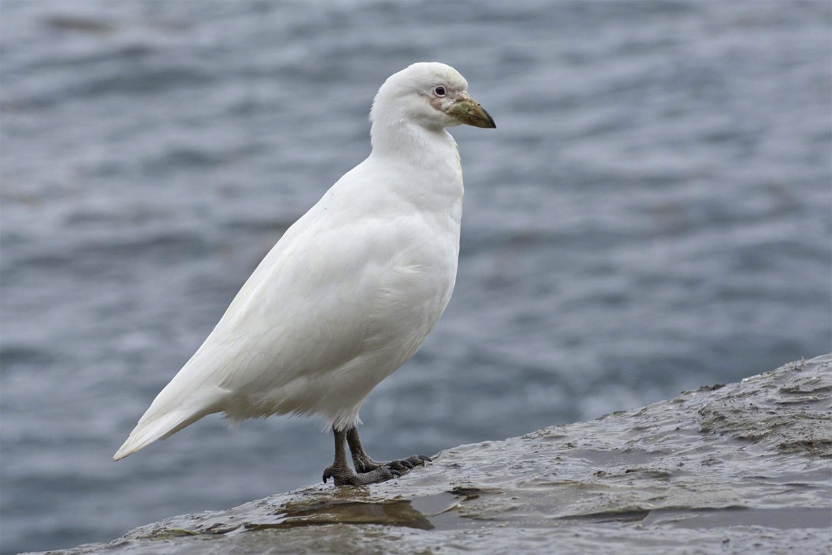 Snowy Sheathbill