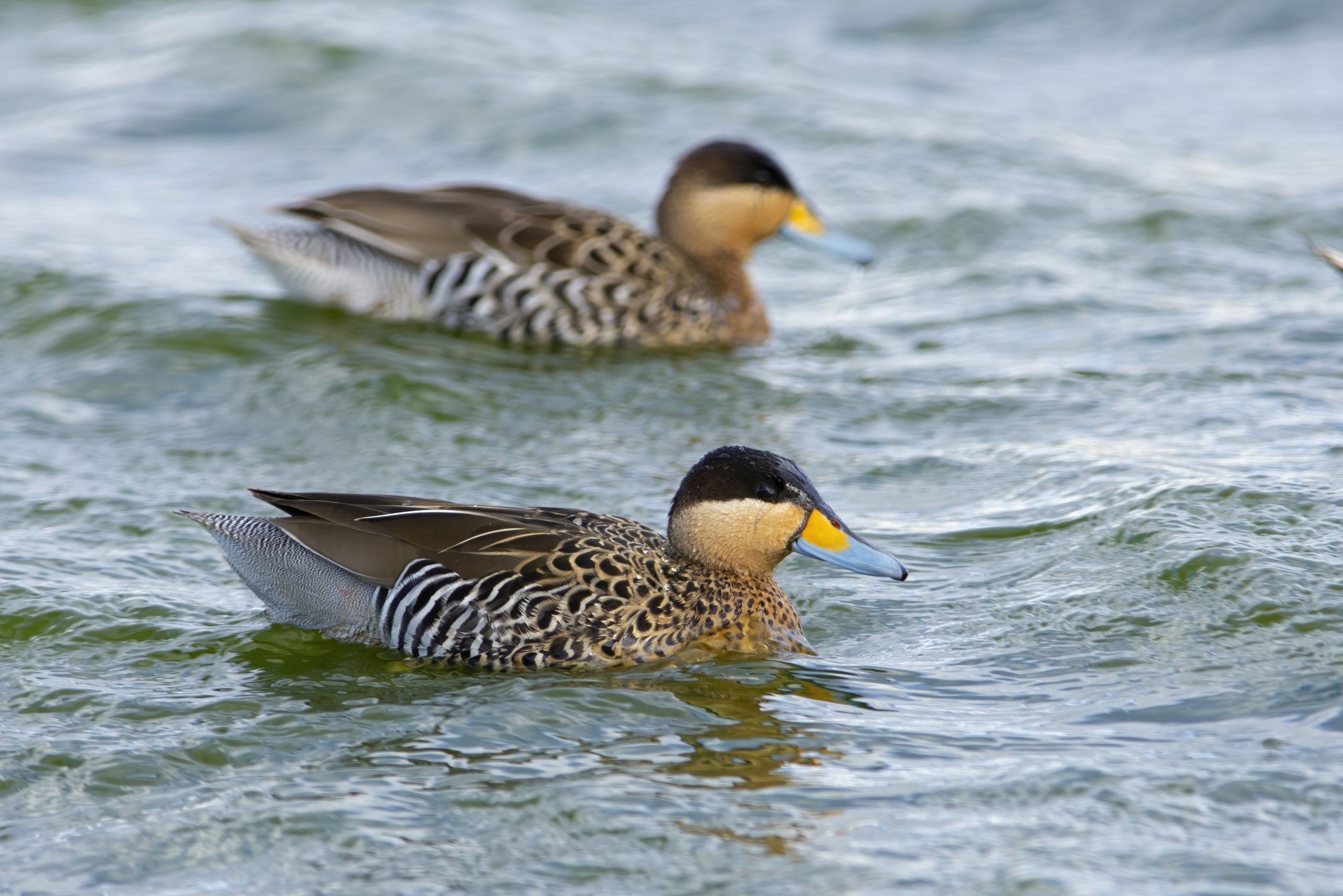 Silver Teal