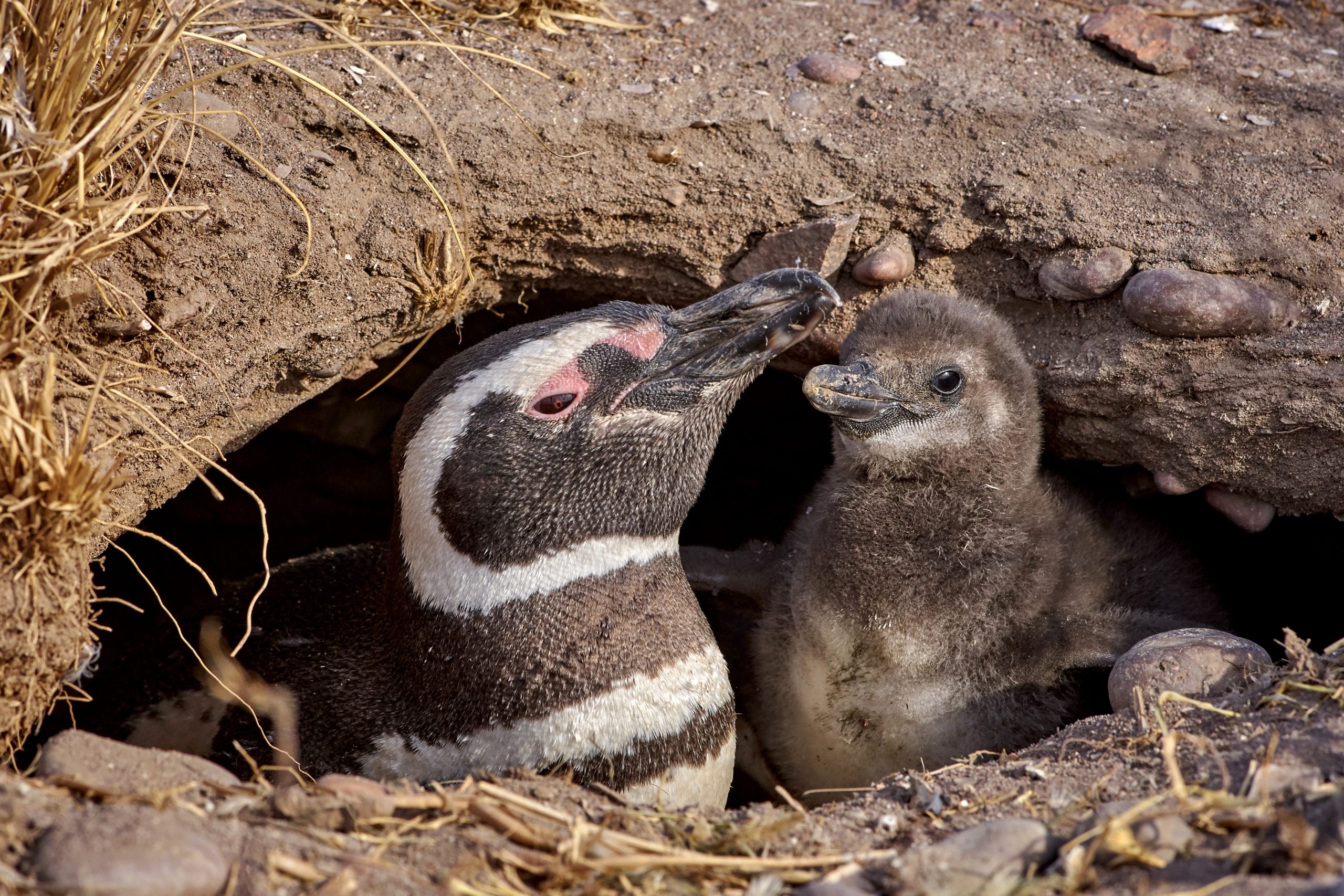 Magellanic Penguin