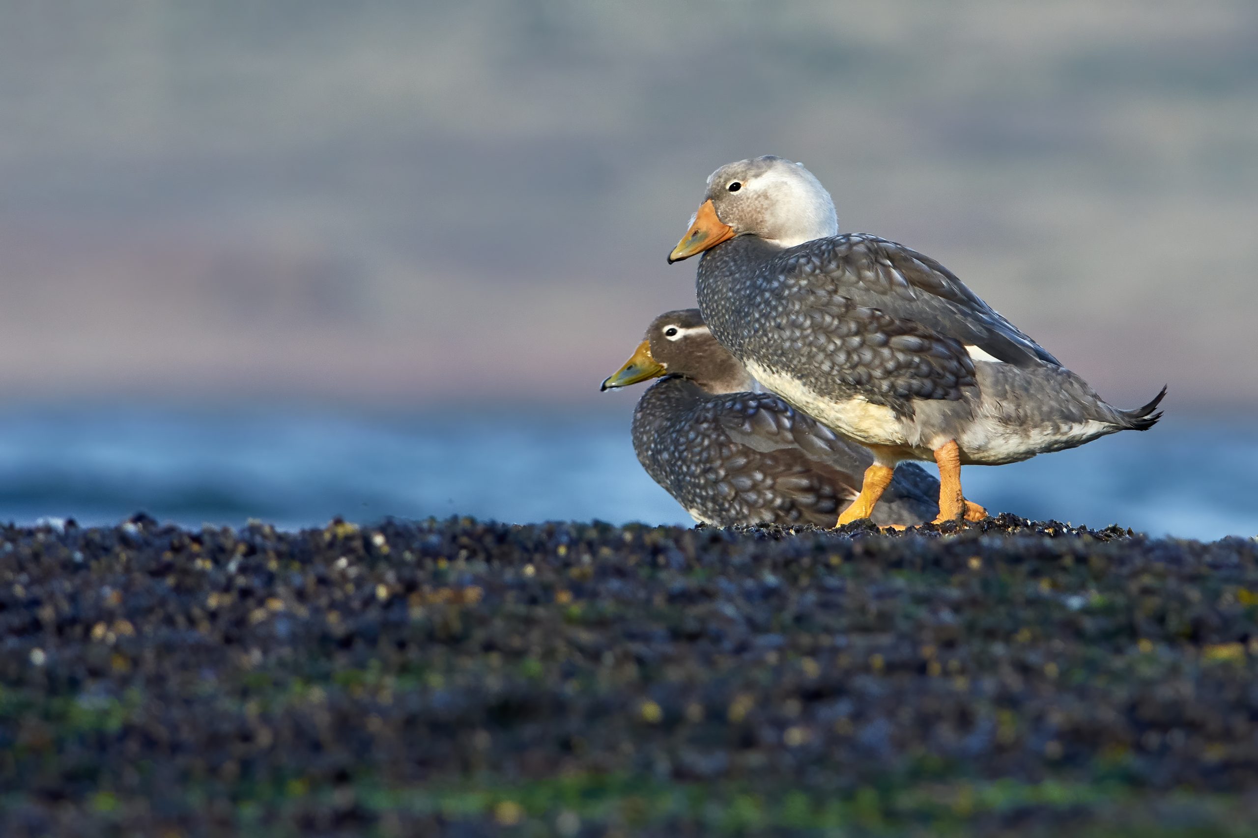 Chubut Steamer-Duck