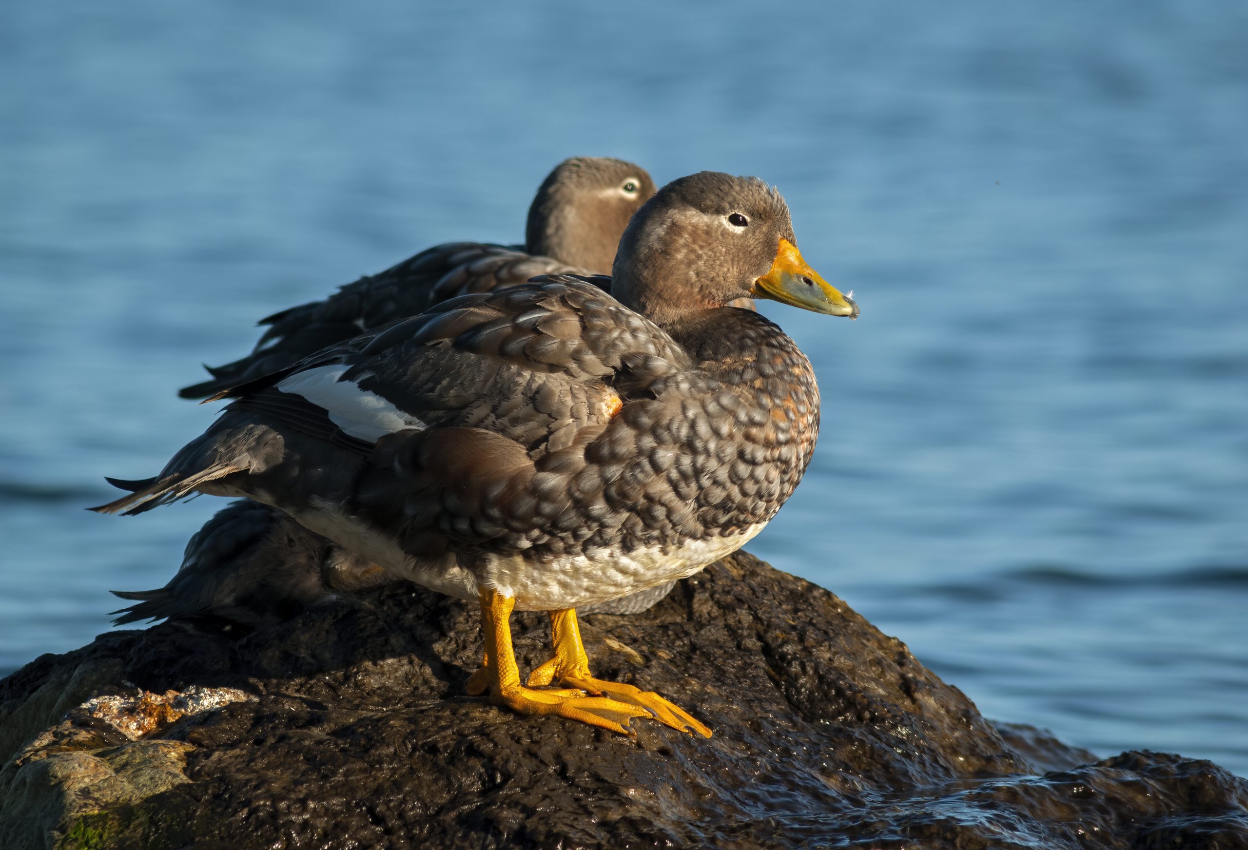 Flying Steamer-duck