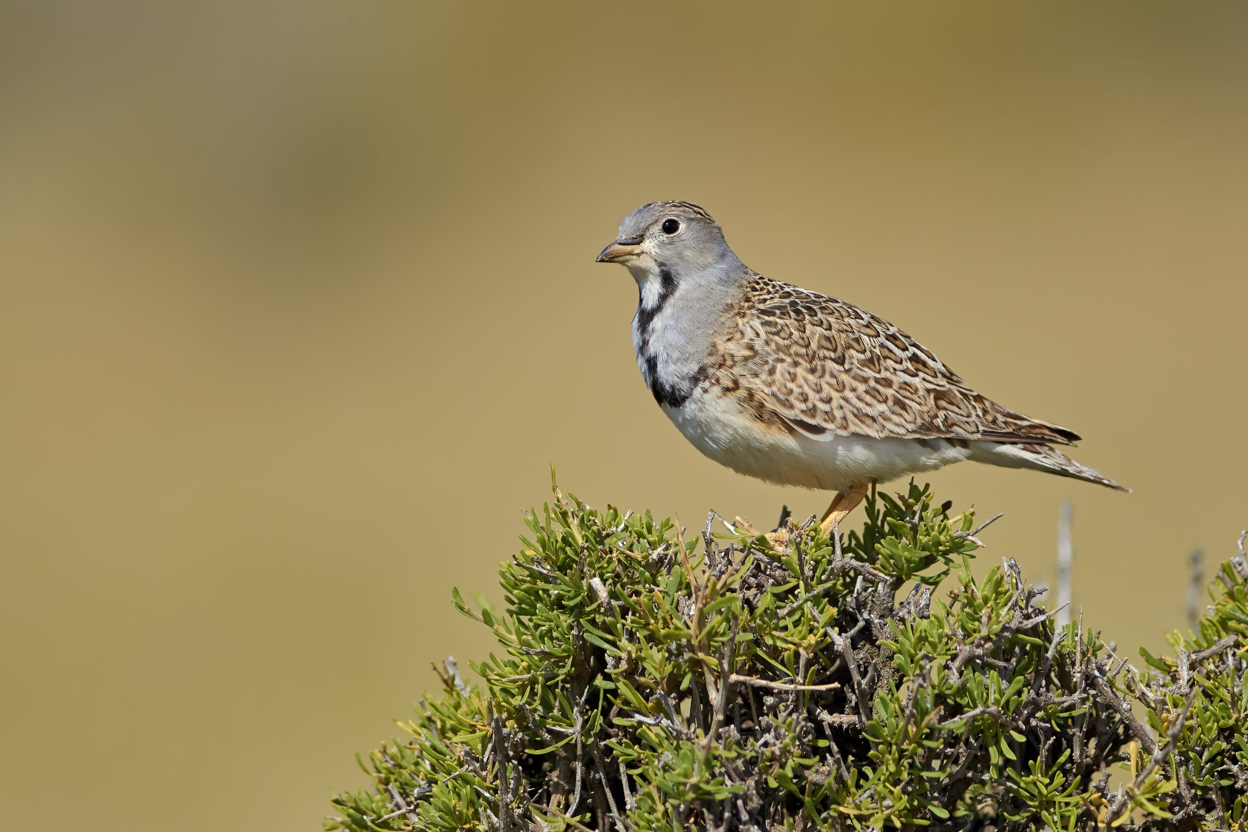 Least Seedsnipe