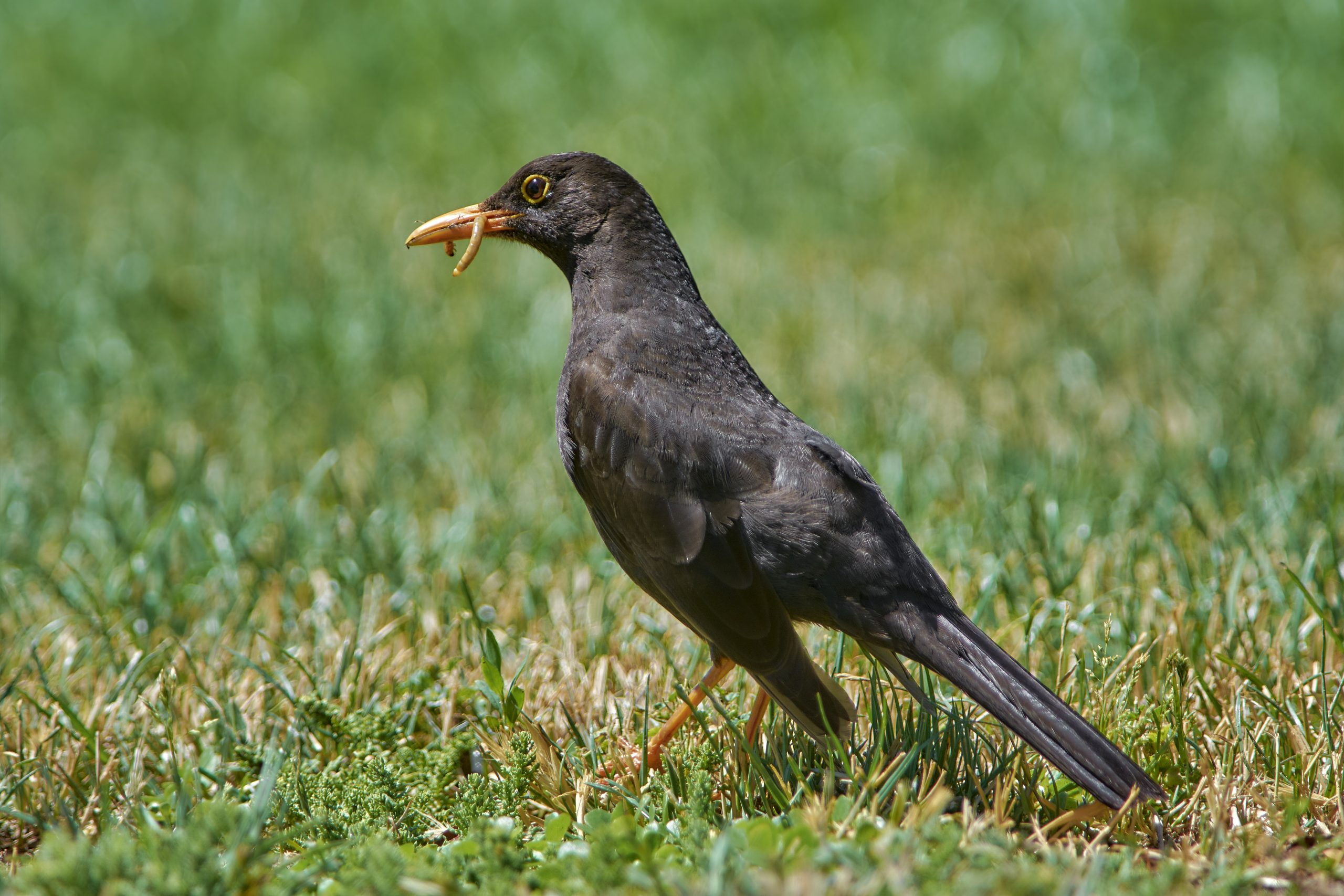 Chiguanco Thrush