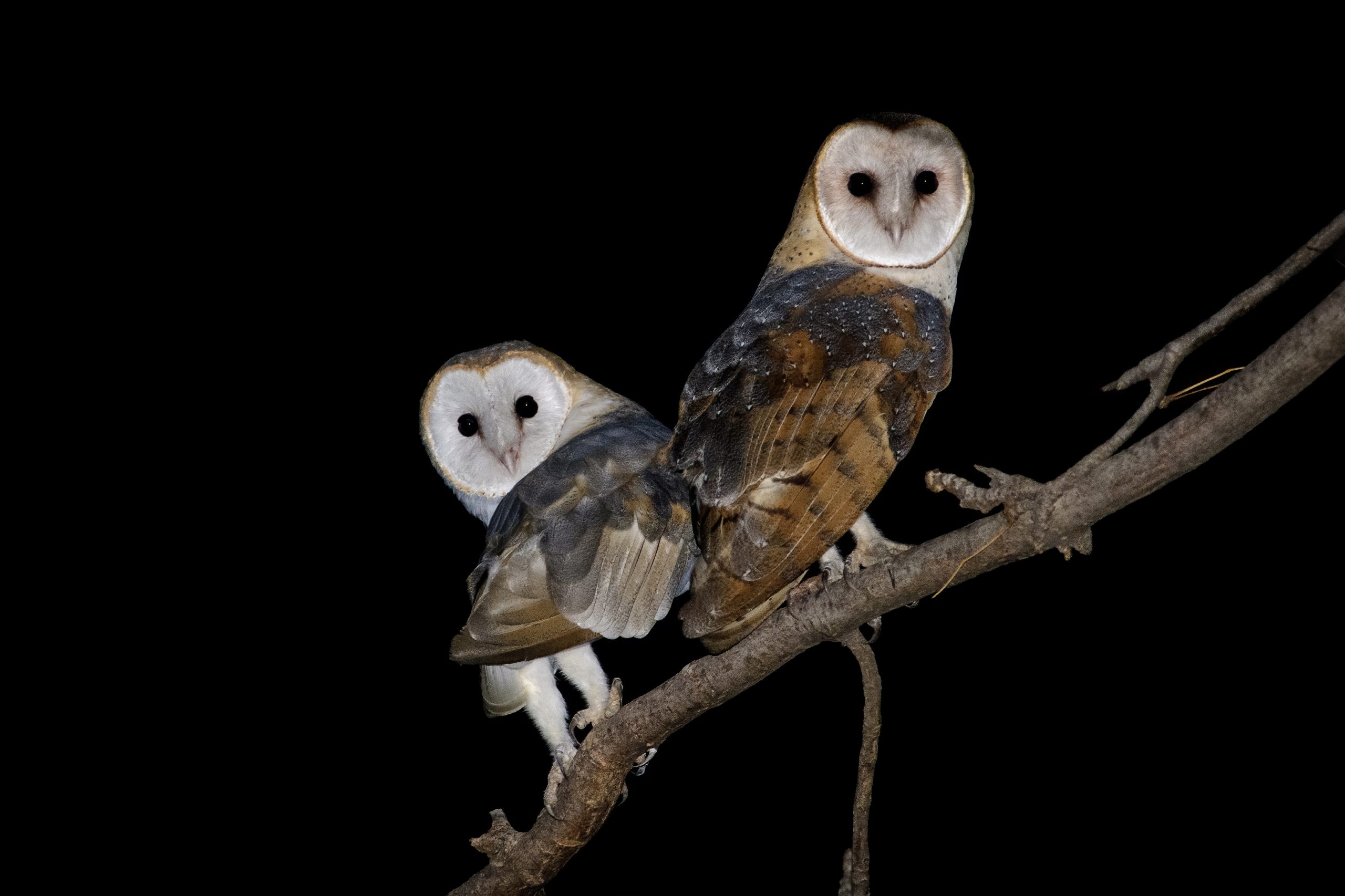 Barn Owl