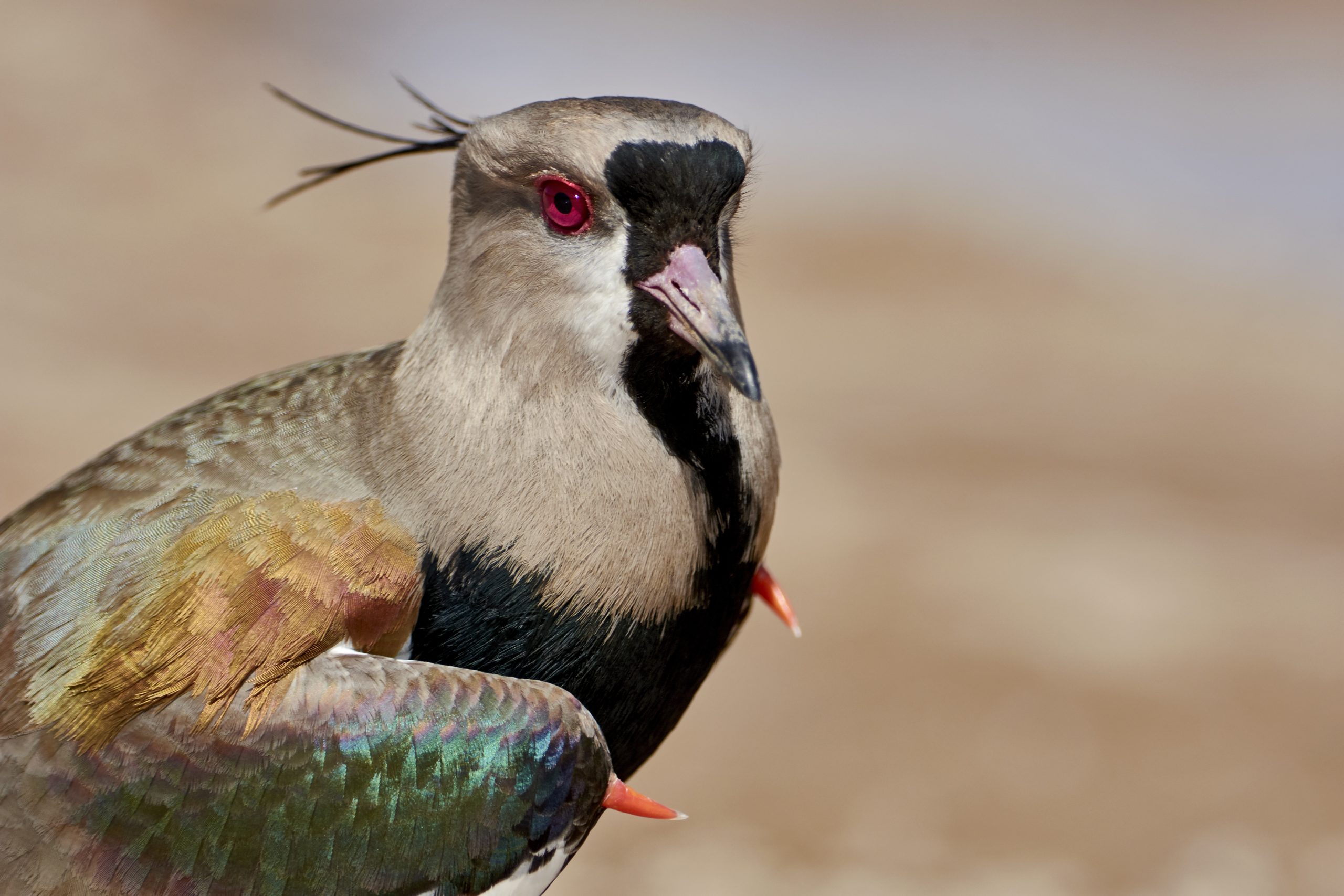 Southern Lapwing